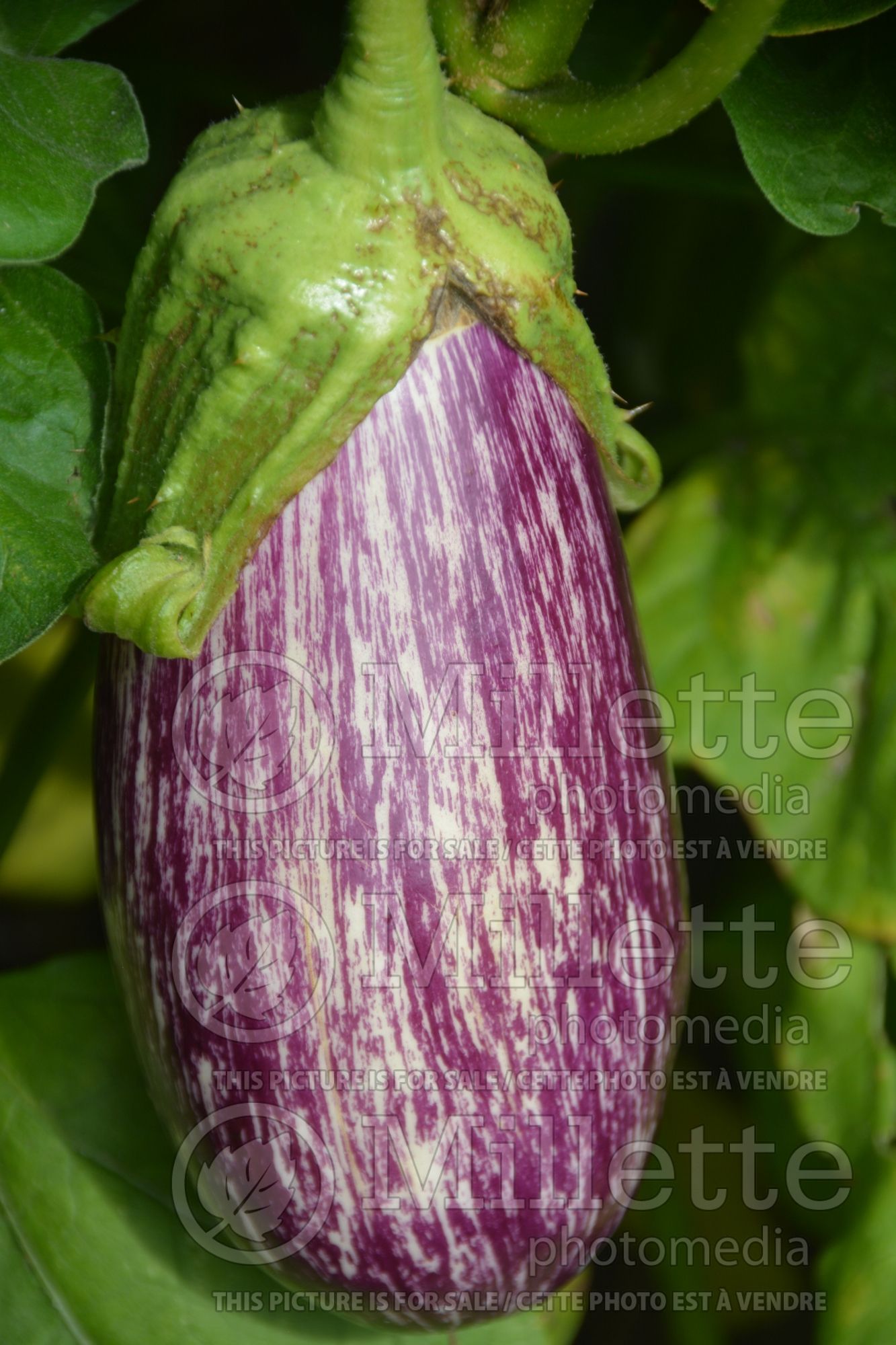 Solanum Listada di Gandia (Eggplant vegetable) 1