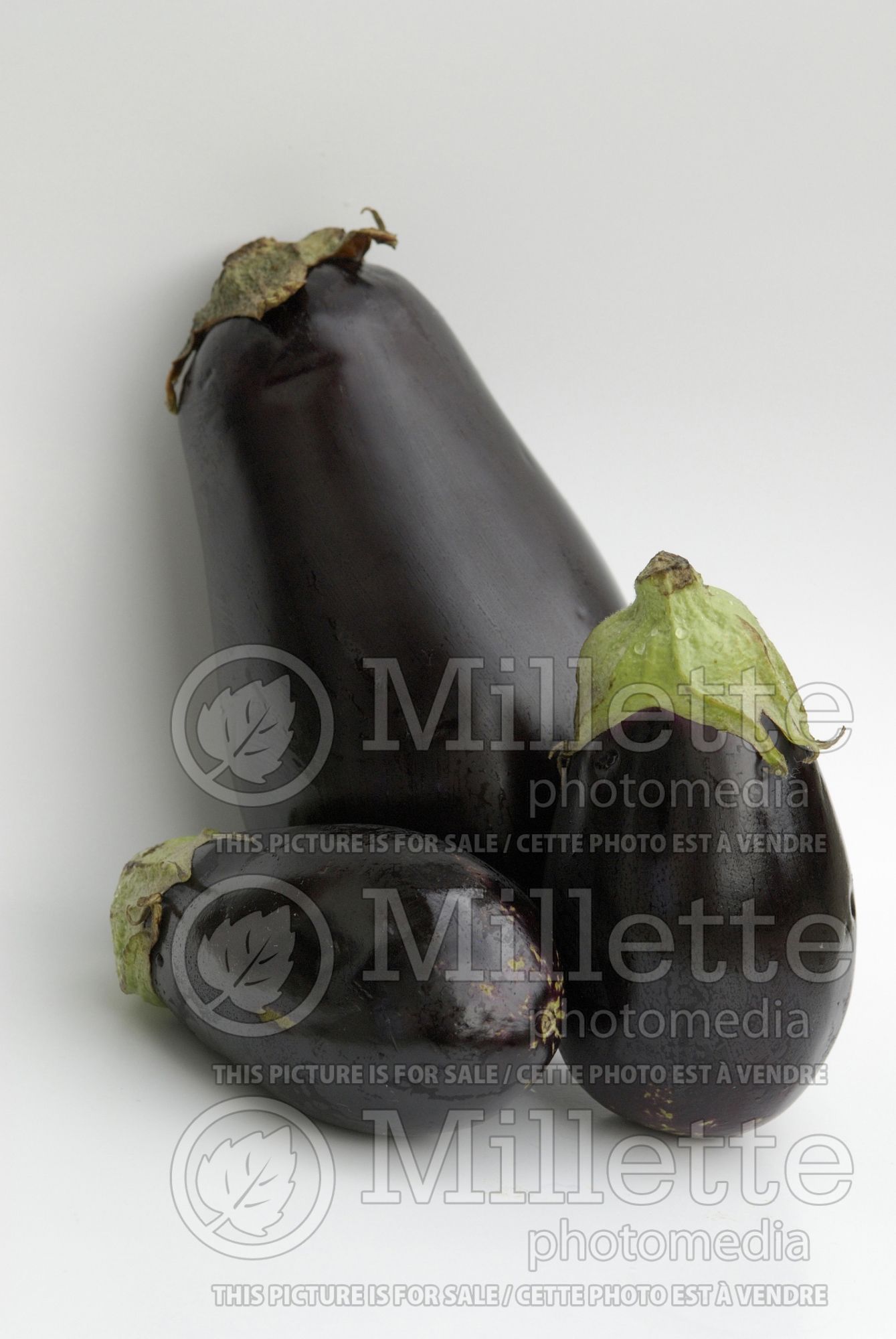 Solanum melongena (Eggplant vegetable - aubergine) 5