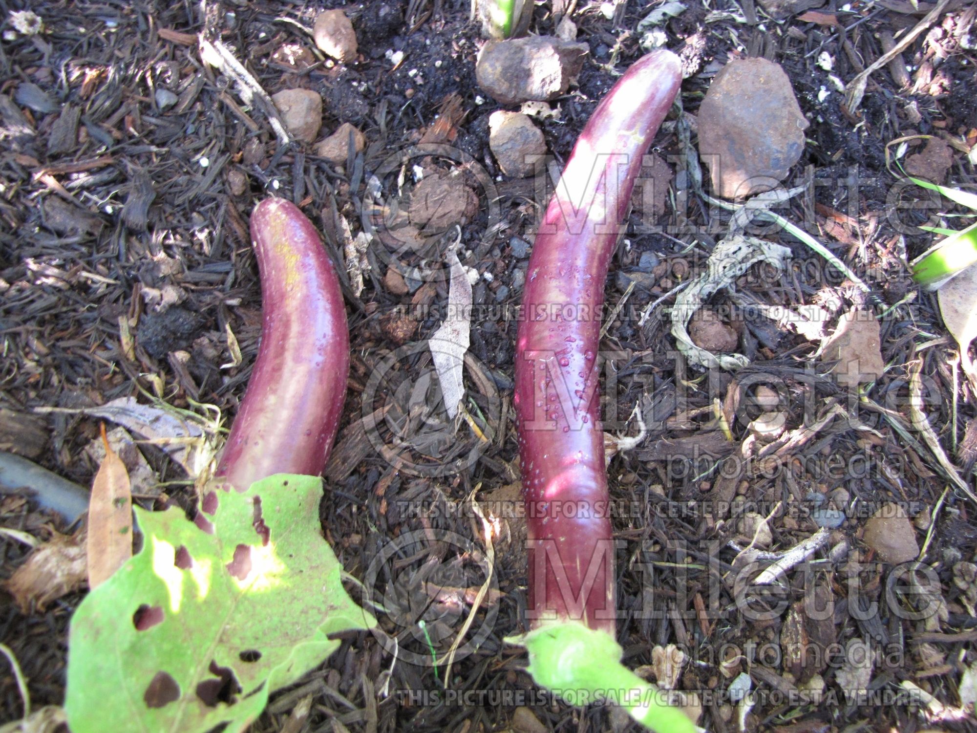 Solanum Thai Long Purple (Thai purple eggplant) 1