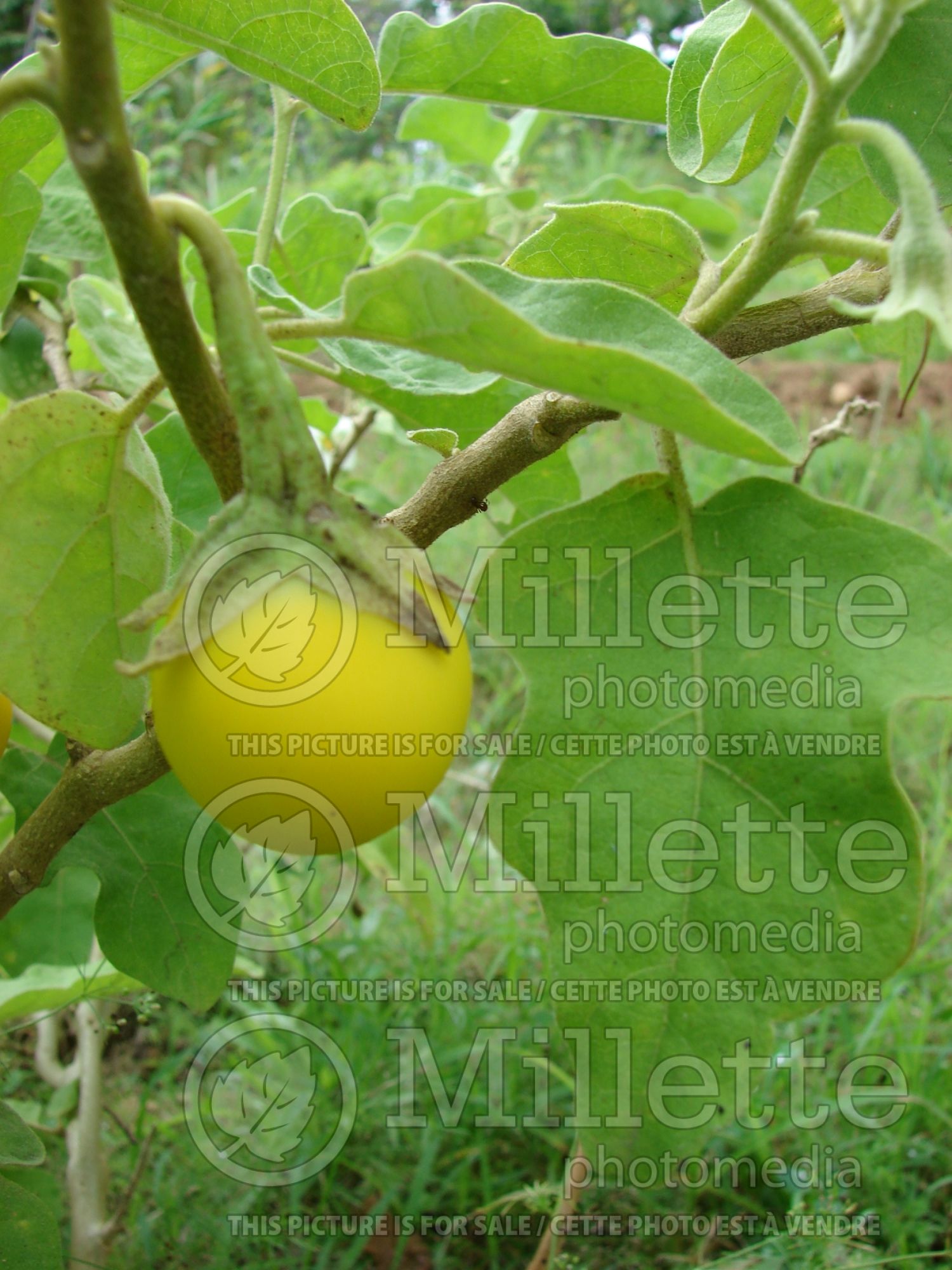 Solanum Thai Yellow (Thai Yellow eggplant) 1