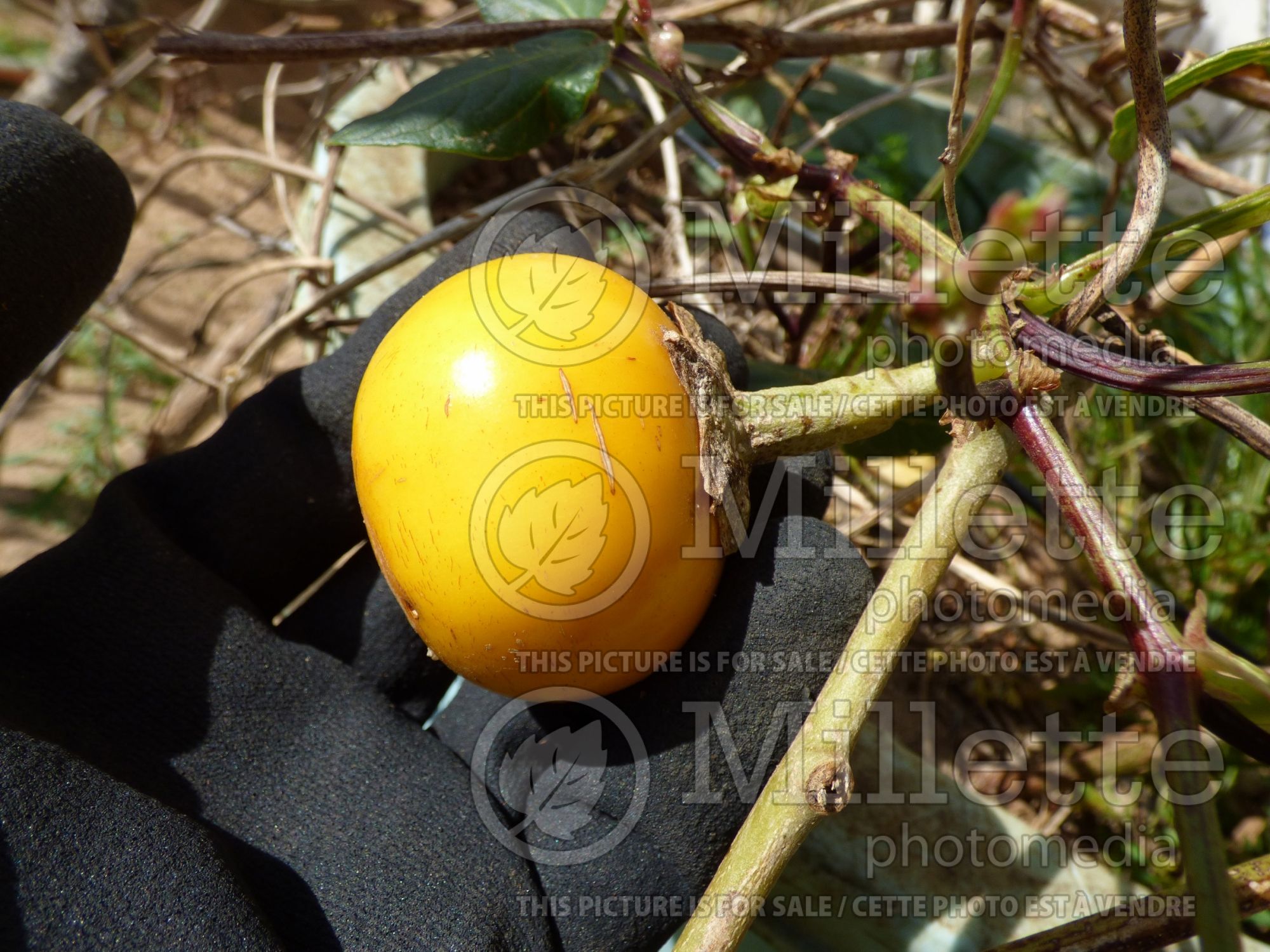 Solanum Thai Yellow (Thai Yellow eggplant) 2