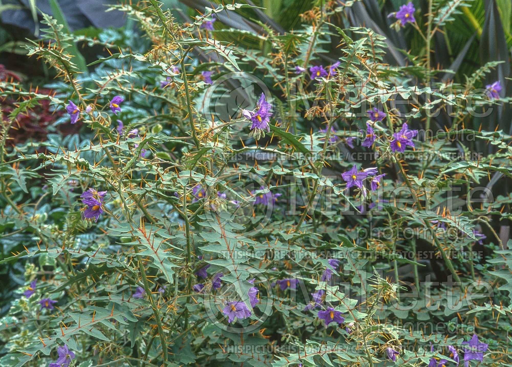 Solanum pyracanthum (porcupine tomato) 1