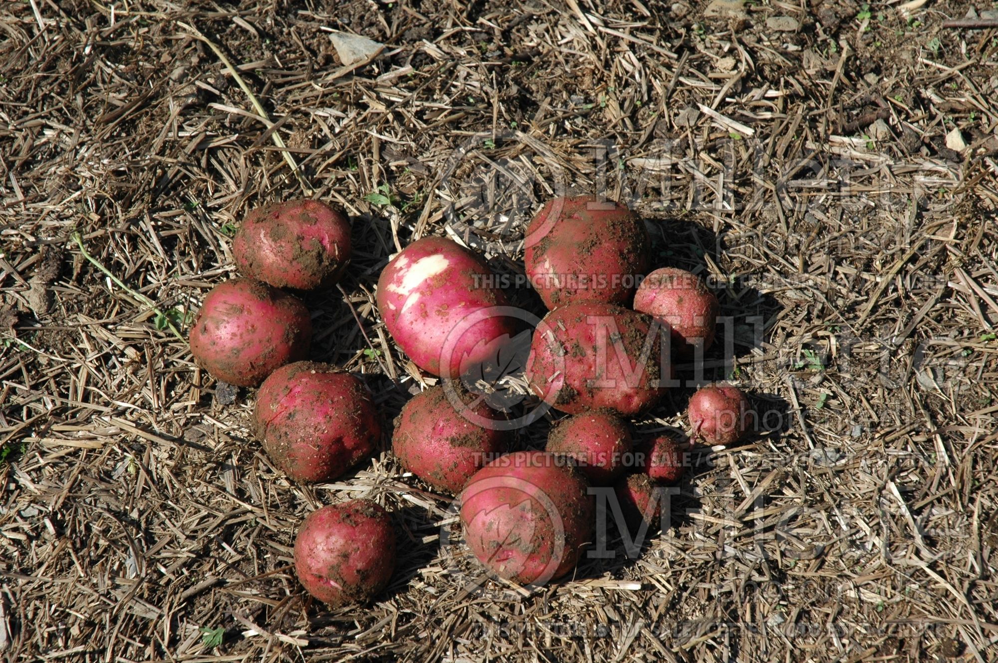 Solanum Ida Rose (Potato vegetable) 3