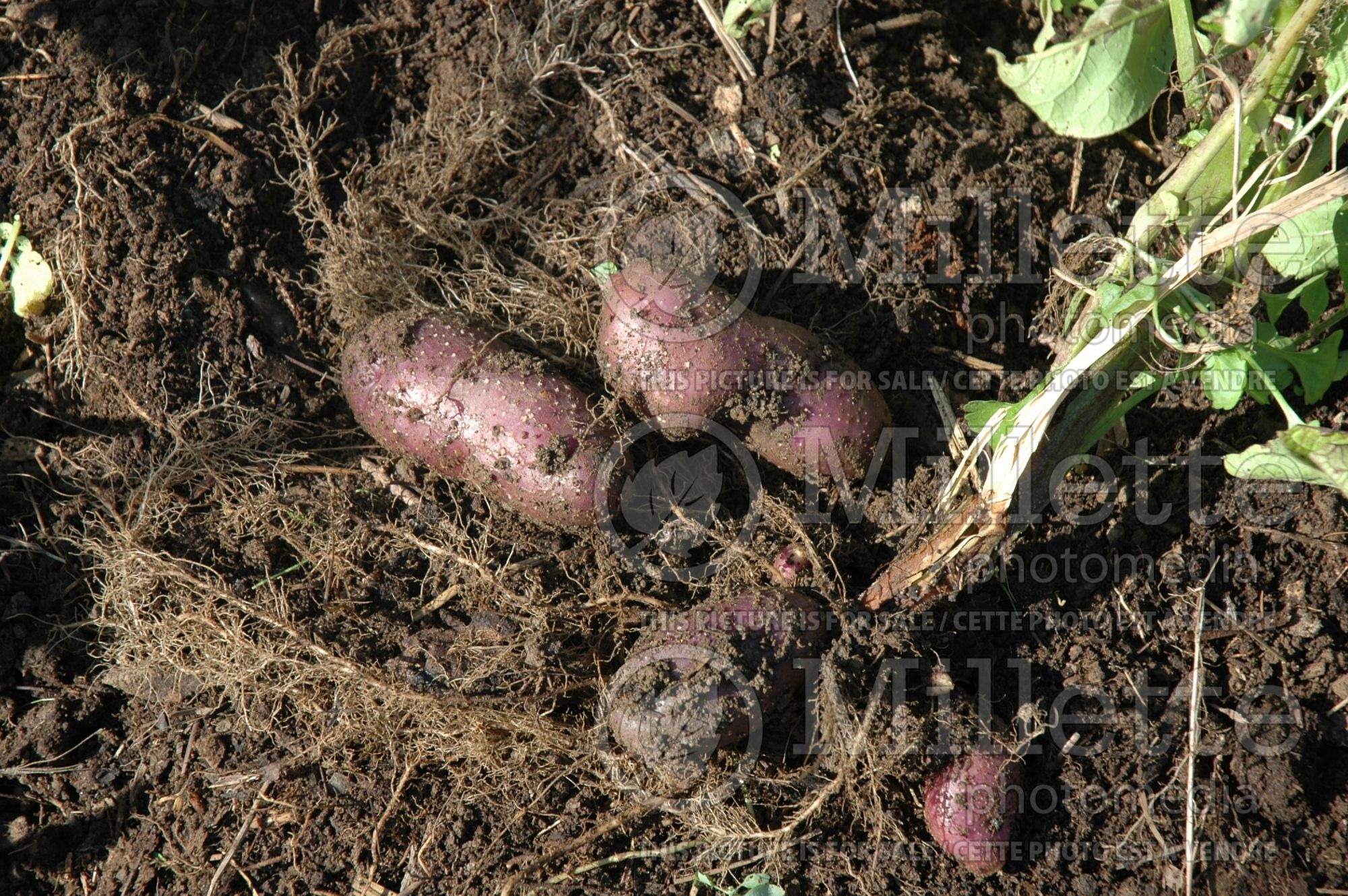 Solanum La Crotte d'Ours (Potato vegetable – pomme de terre) 1