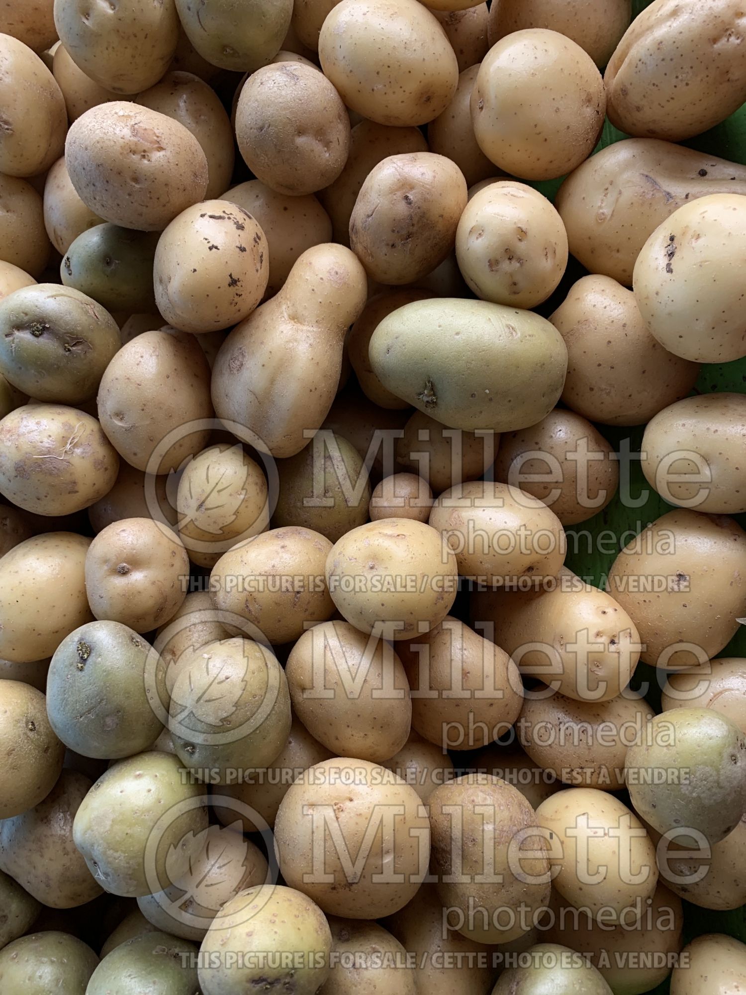 Solanum tuberosum (potato vegetable – pomme de terre) 2