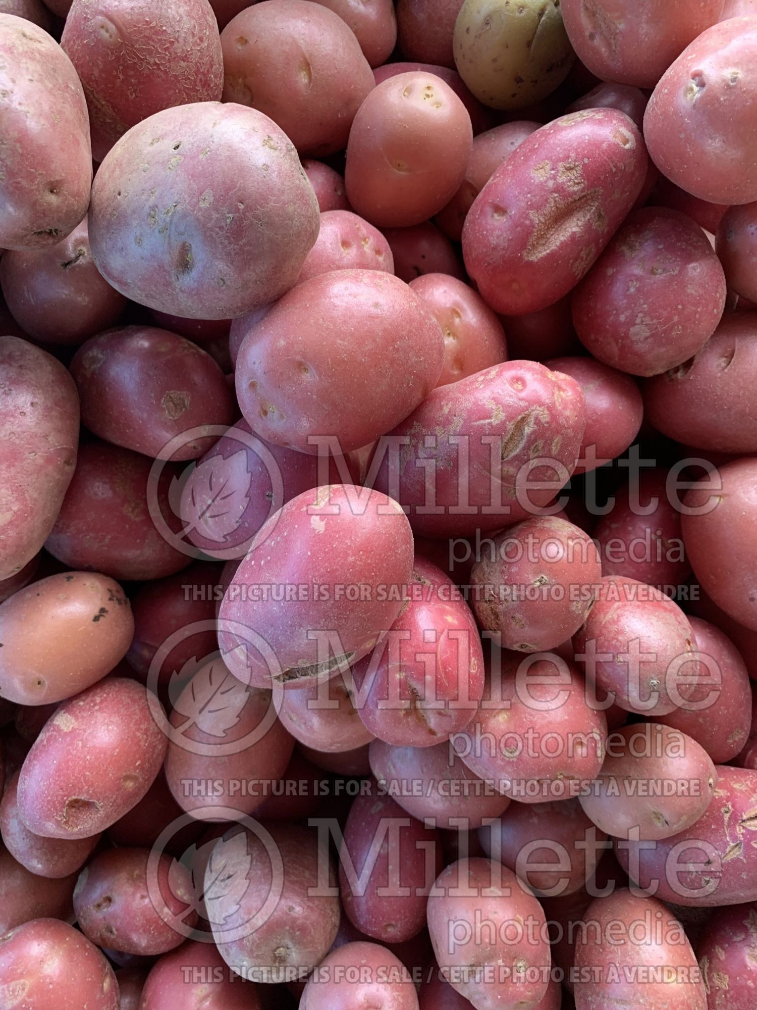 Solanum tuberosum (potato vegetable – pomme de terre) 1