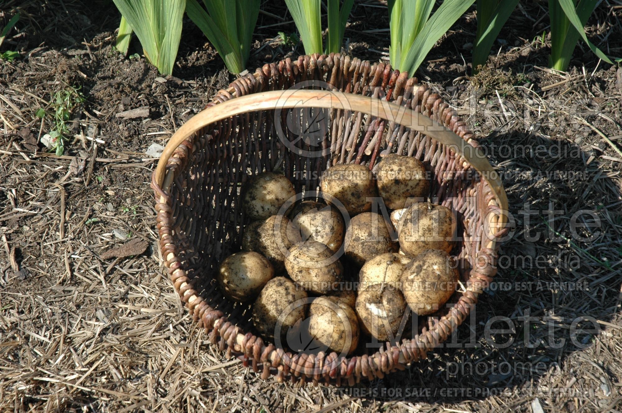 Solanum Venezuelan (Potato vegetable) 1