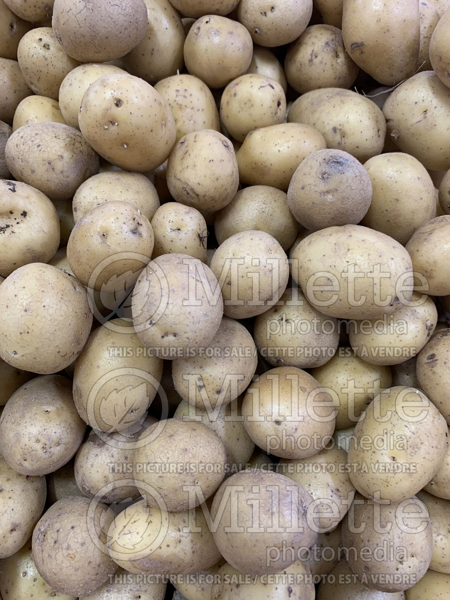Solanum tuberosum (potato vegetable – pomme de terre) 3