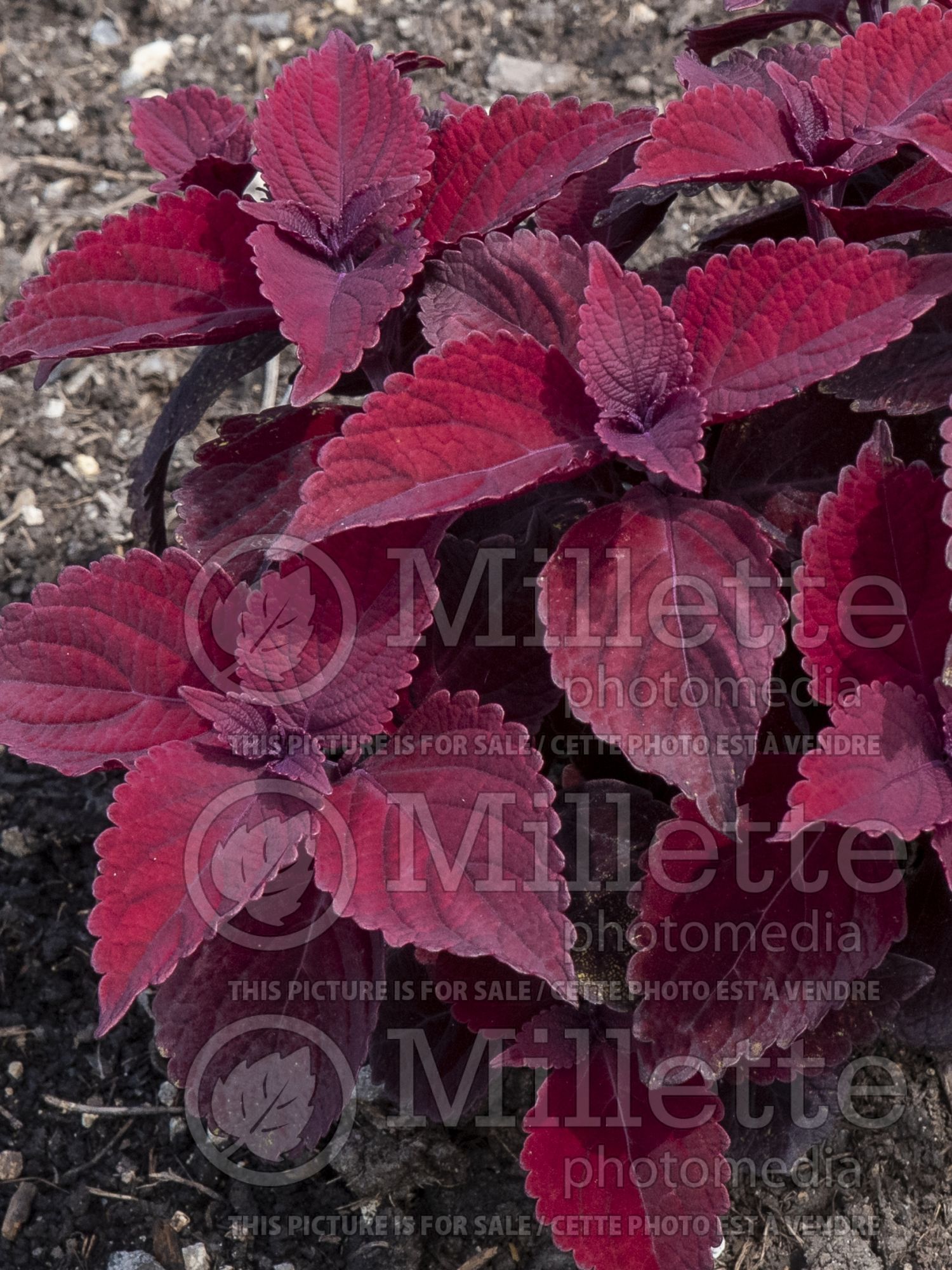 Solenostemon Main Street Beale Street (Coleus, Painted Nettle) 1