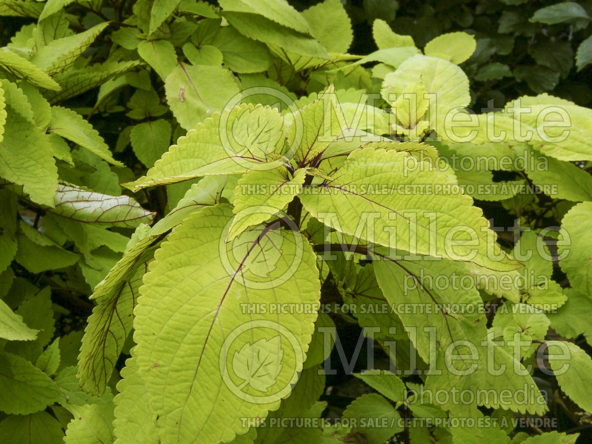 Solenostemon aka Coleus Big Blonde (Coleus, Painted Nettle) 1