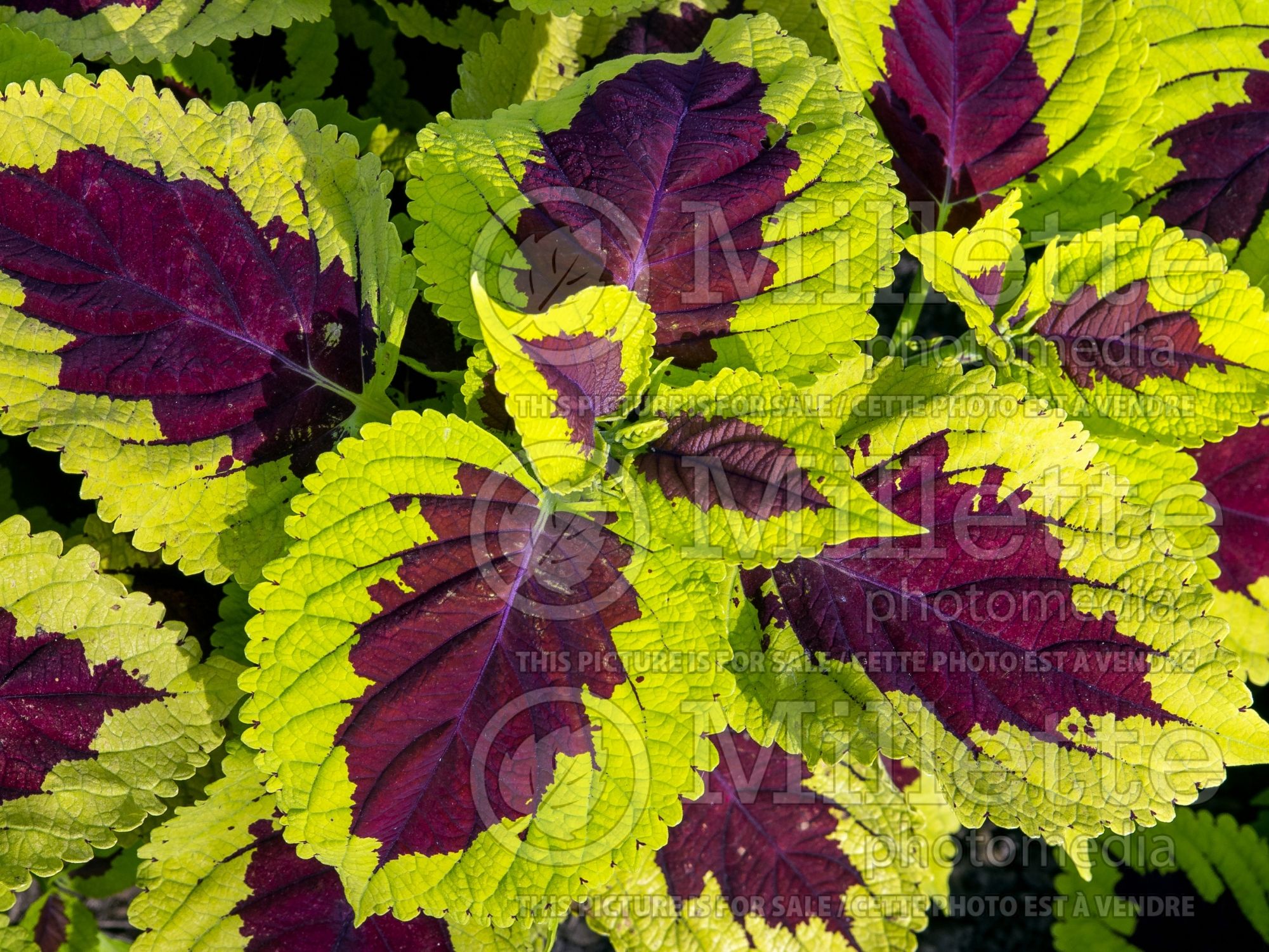 Solenostemon aka Coleus Kong Lime Sprite (Coleus, Painted Nettle) 1