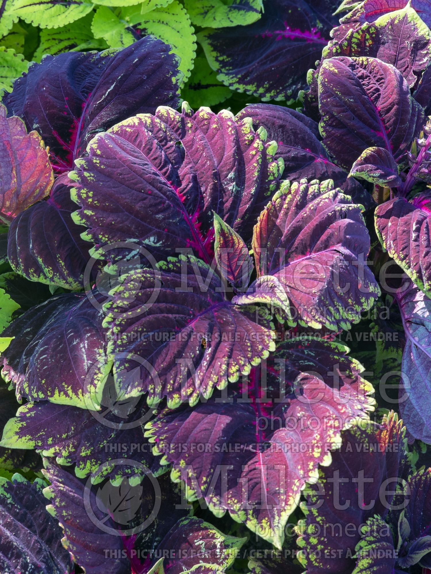 Solenostemon aka Coleus Kong Red (Coleus, Painted Nettle) 1