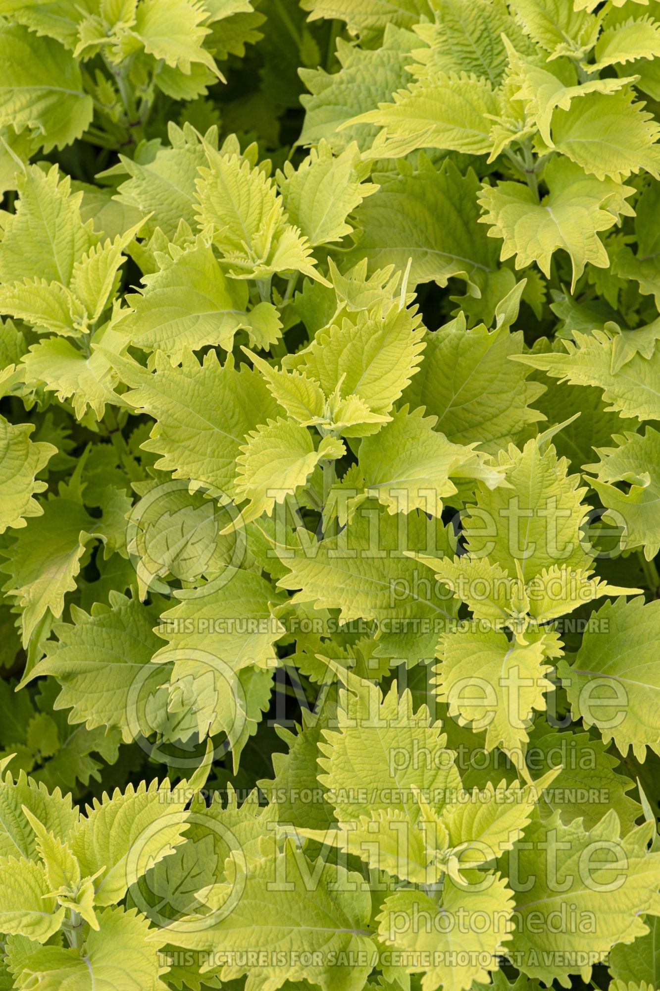 Solenostemon Wasabi (Coleus, Painted Nettle) 1