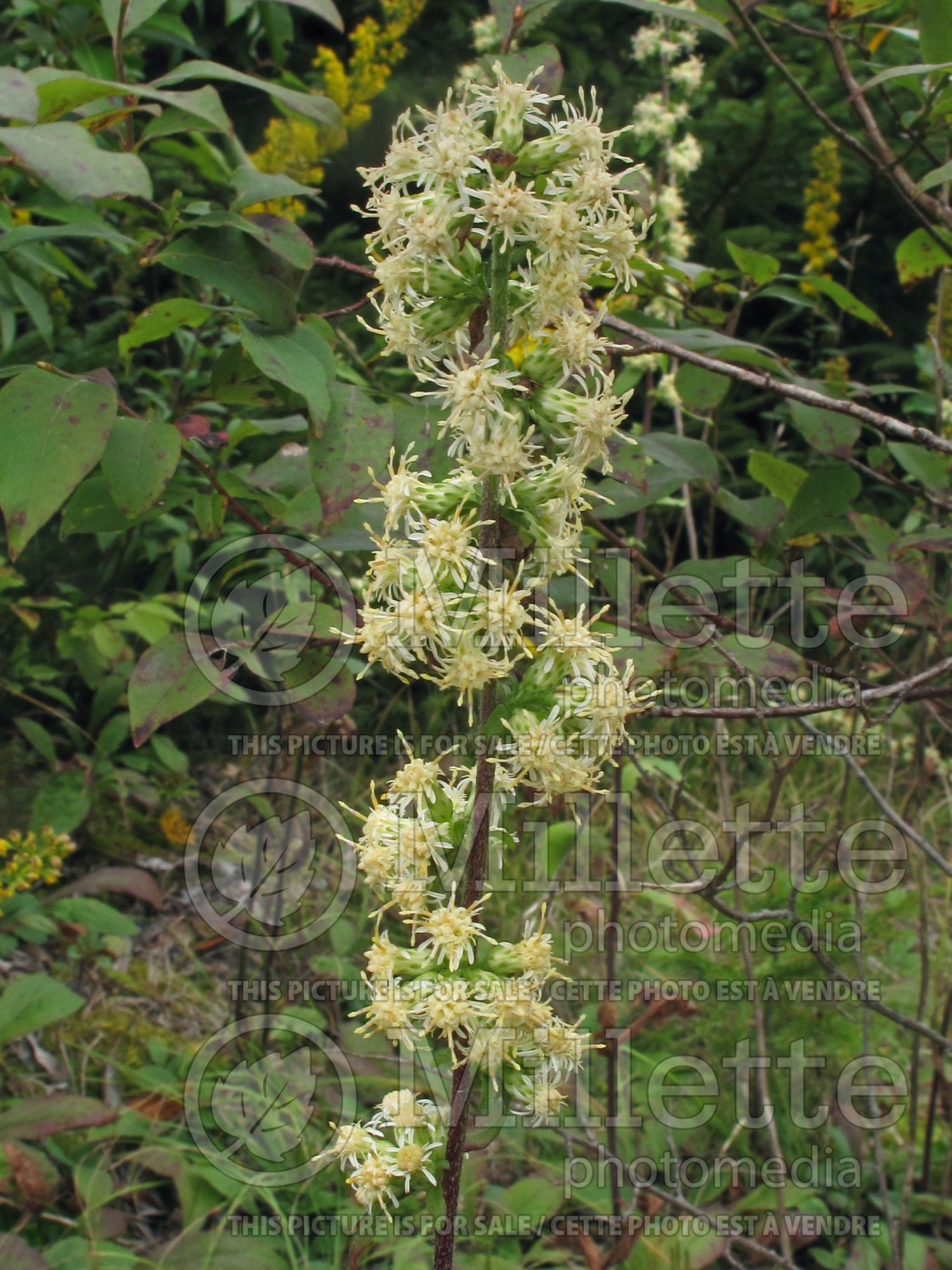 Solidago bicolor (White Goldenrod) 1