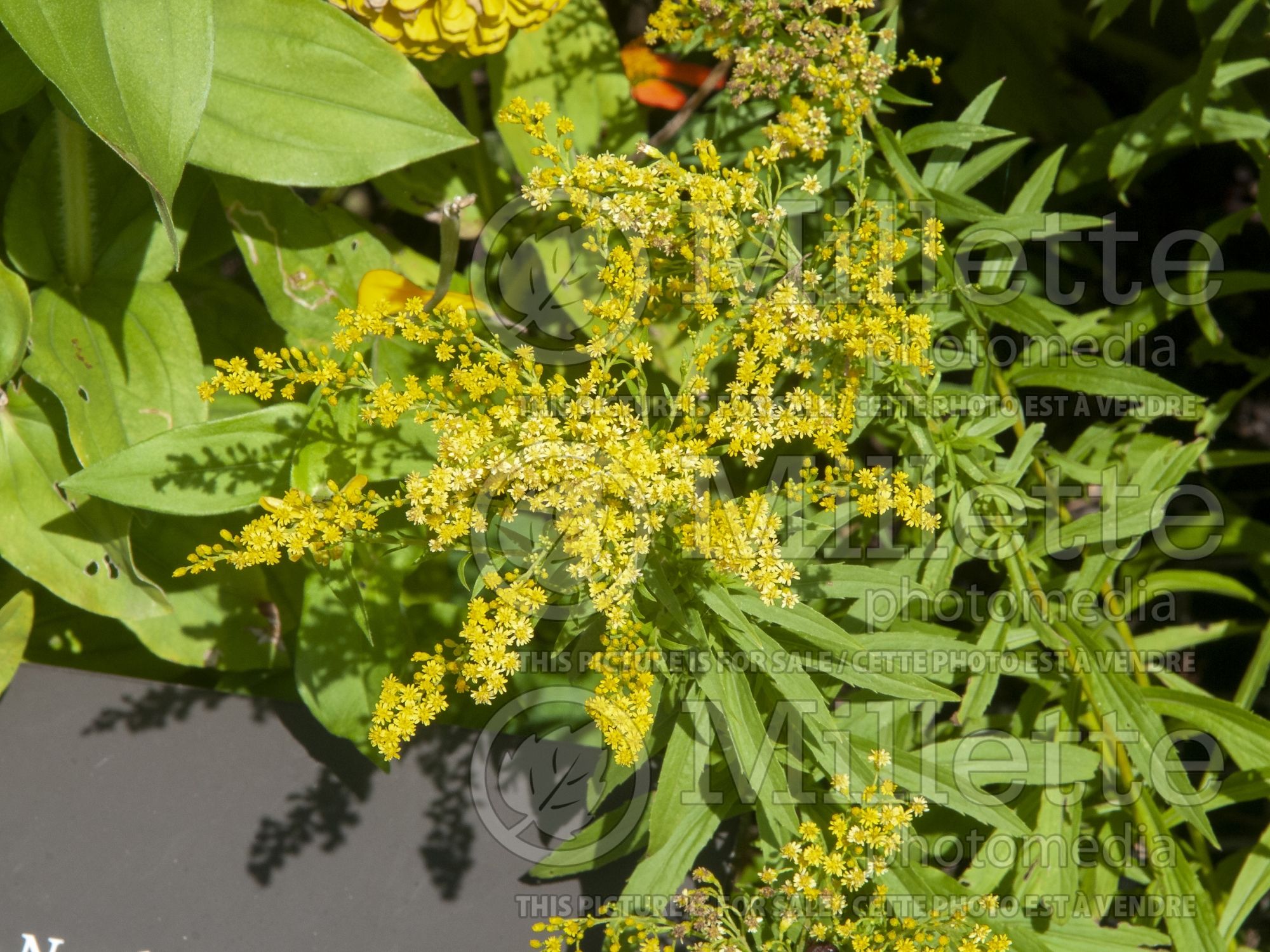 Solidago Little Lemon (Goldenrod) 2