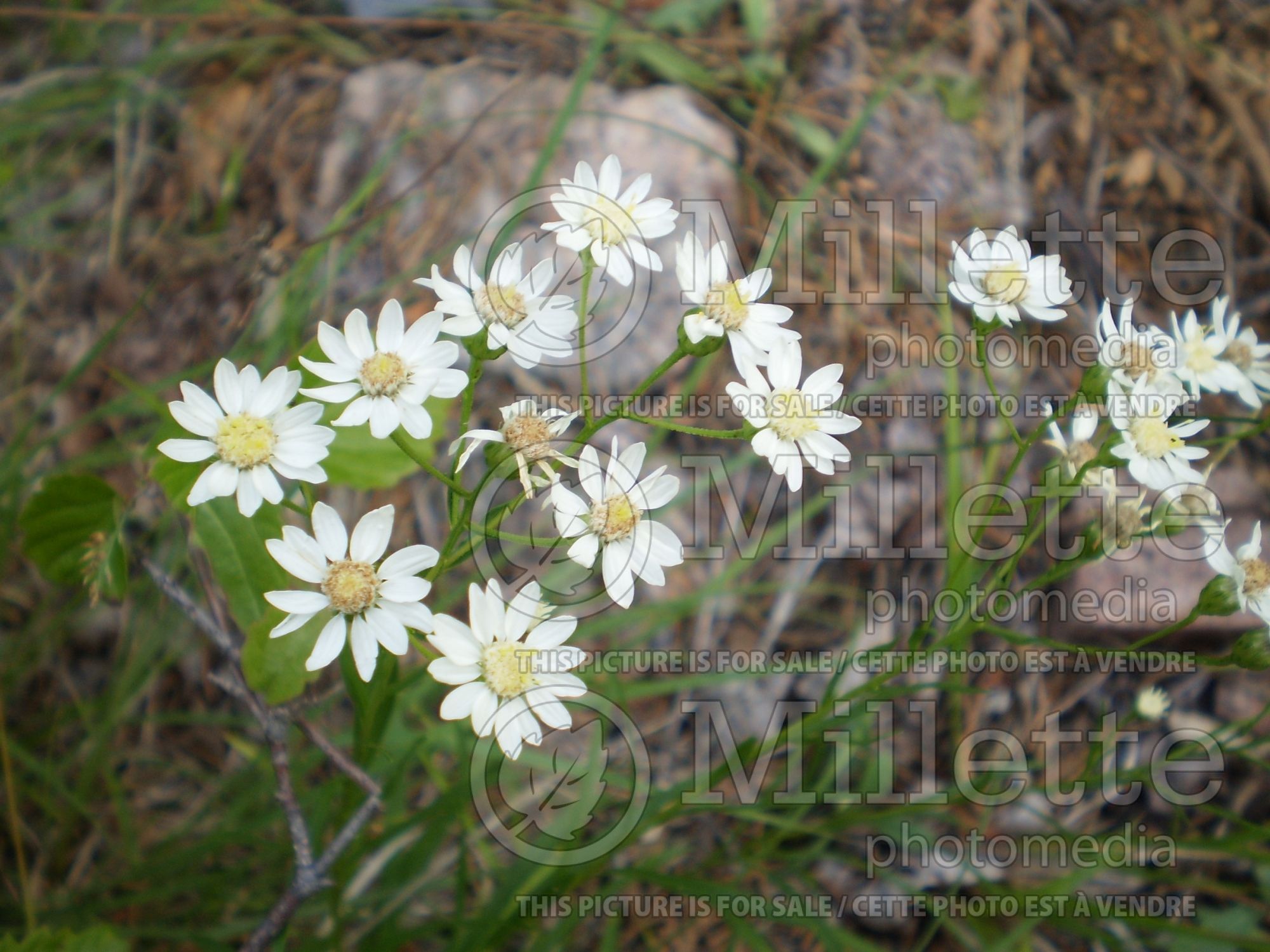 Solidago ptarmicoides (Upland White Aster golden rod) 1