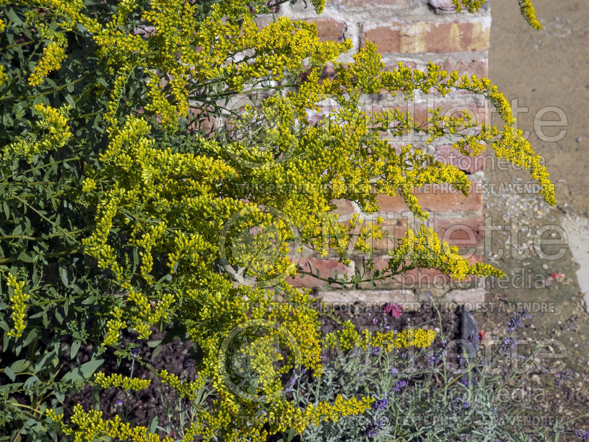 Solidago Solar Cascade (Goldenrod) 1