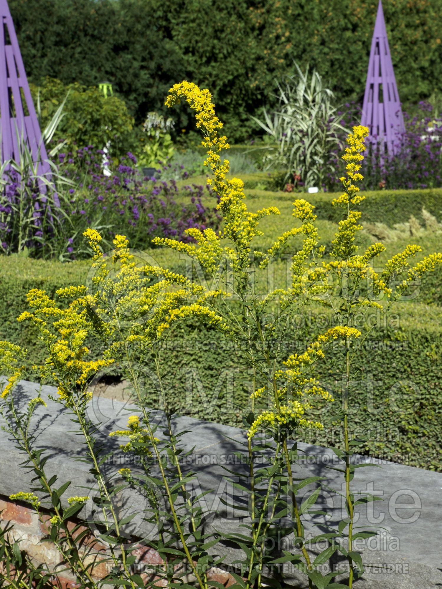 Solidago Solar Cascade (Goldenrod) 2
