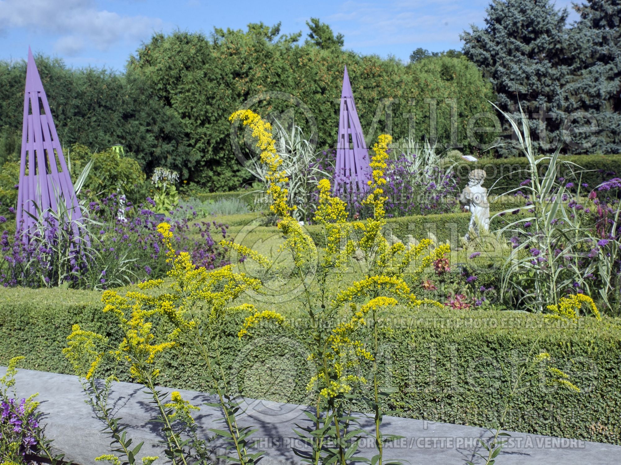 Solidago Solar Cascade (Goldenrod) 3
