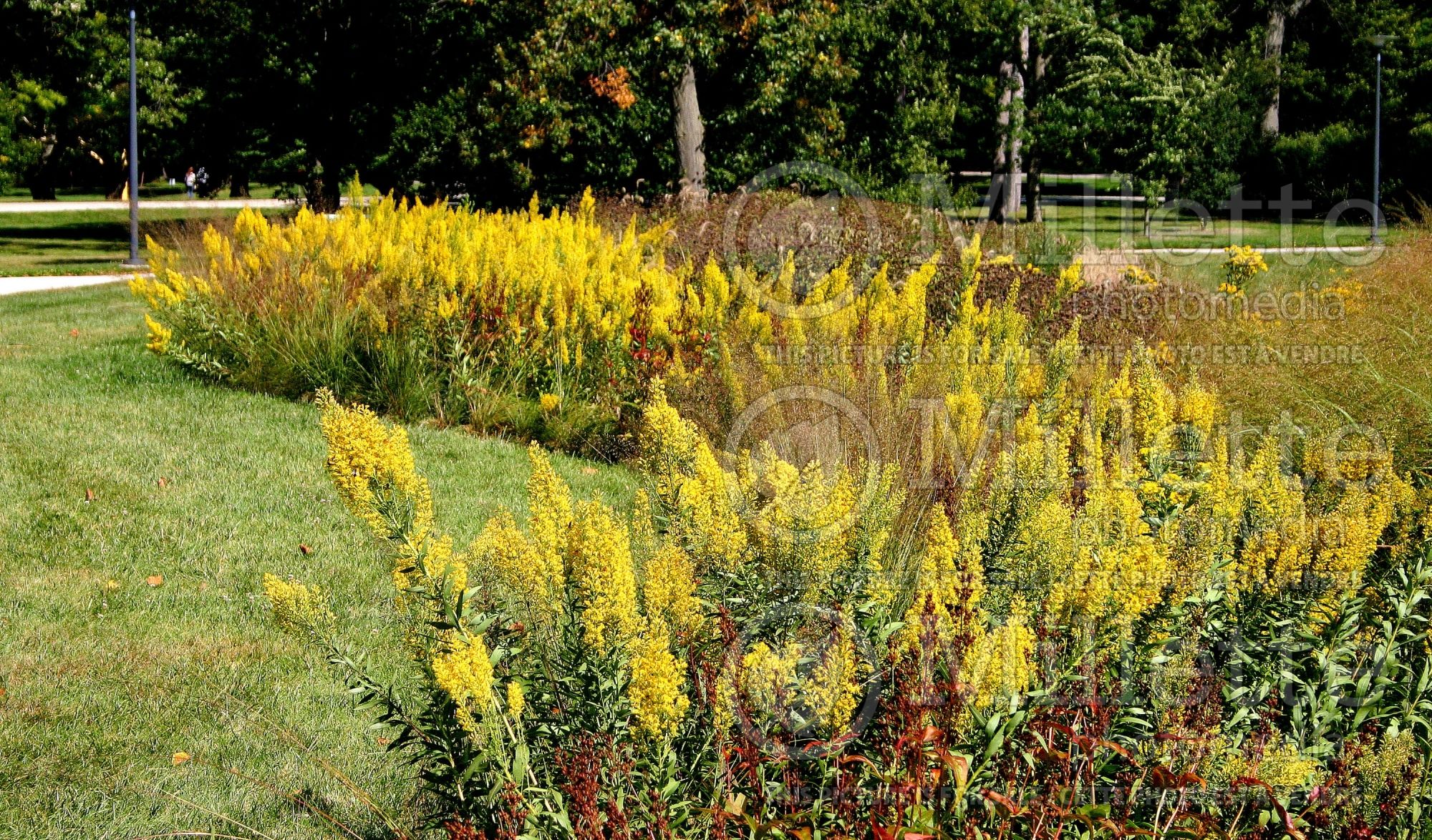 Solidago speciosa (Goldenrod) 6