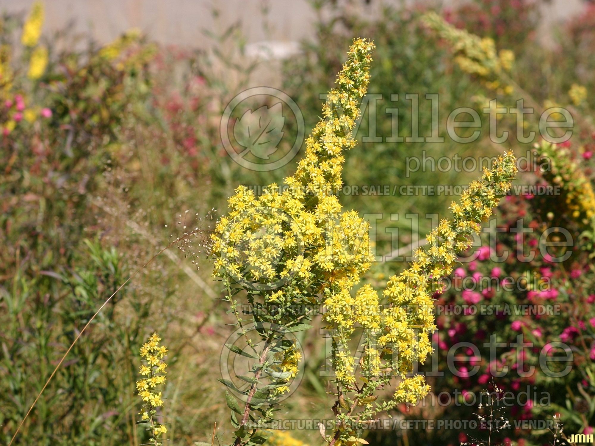 Solidago Wichita Mountains (Goldenrod) 1