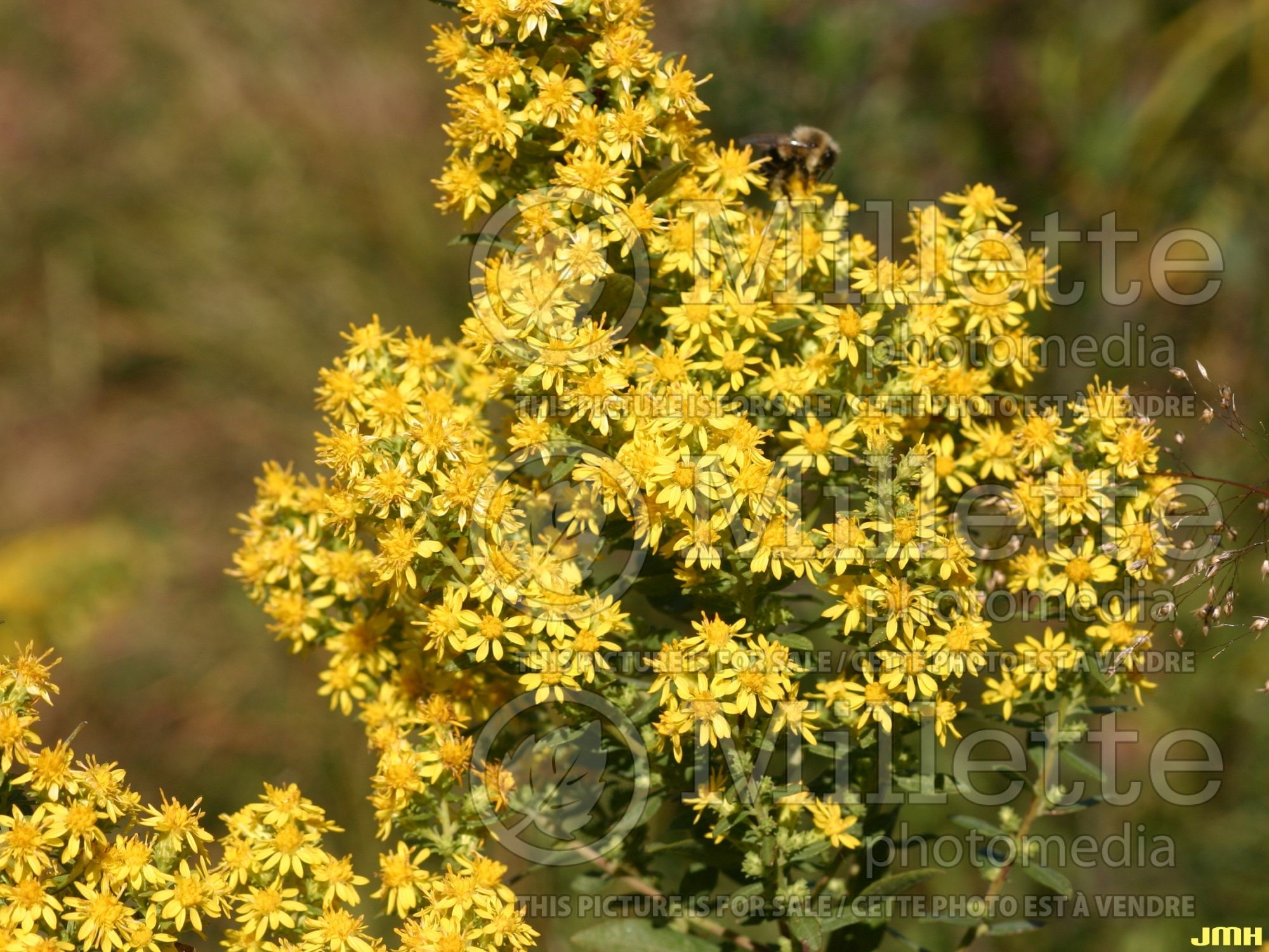 Solidago Wichita Mountains (Goldenrod) 2