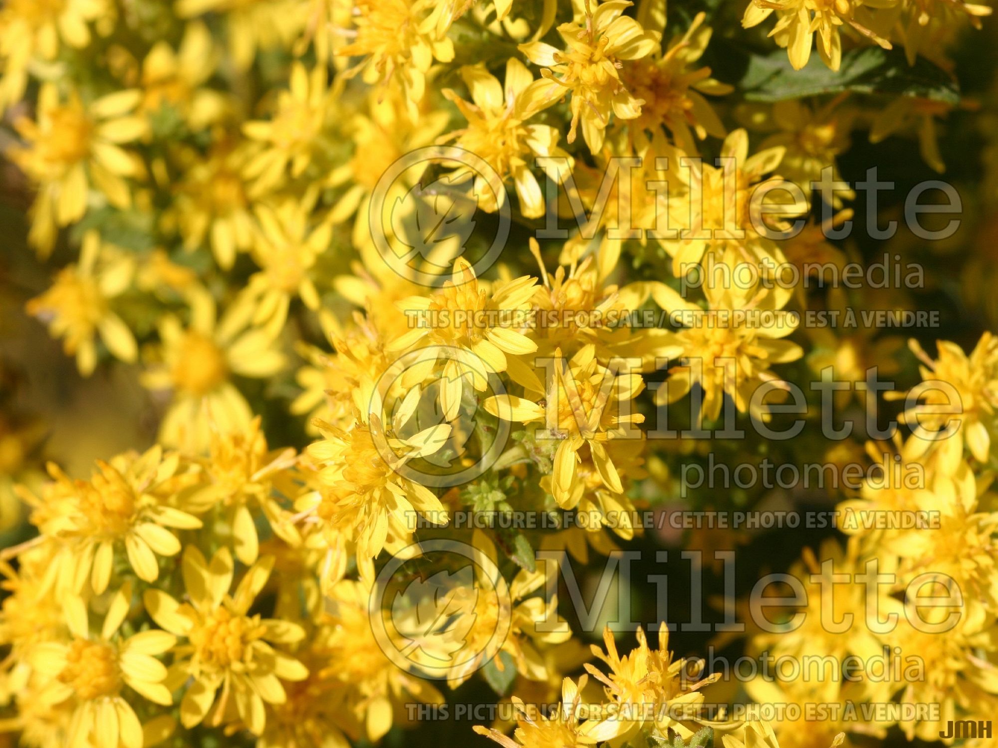 Solidago Wichita Mountains (Goldenrod) 3