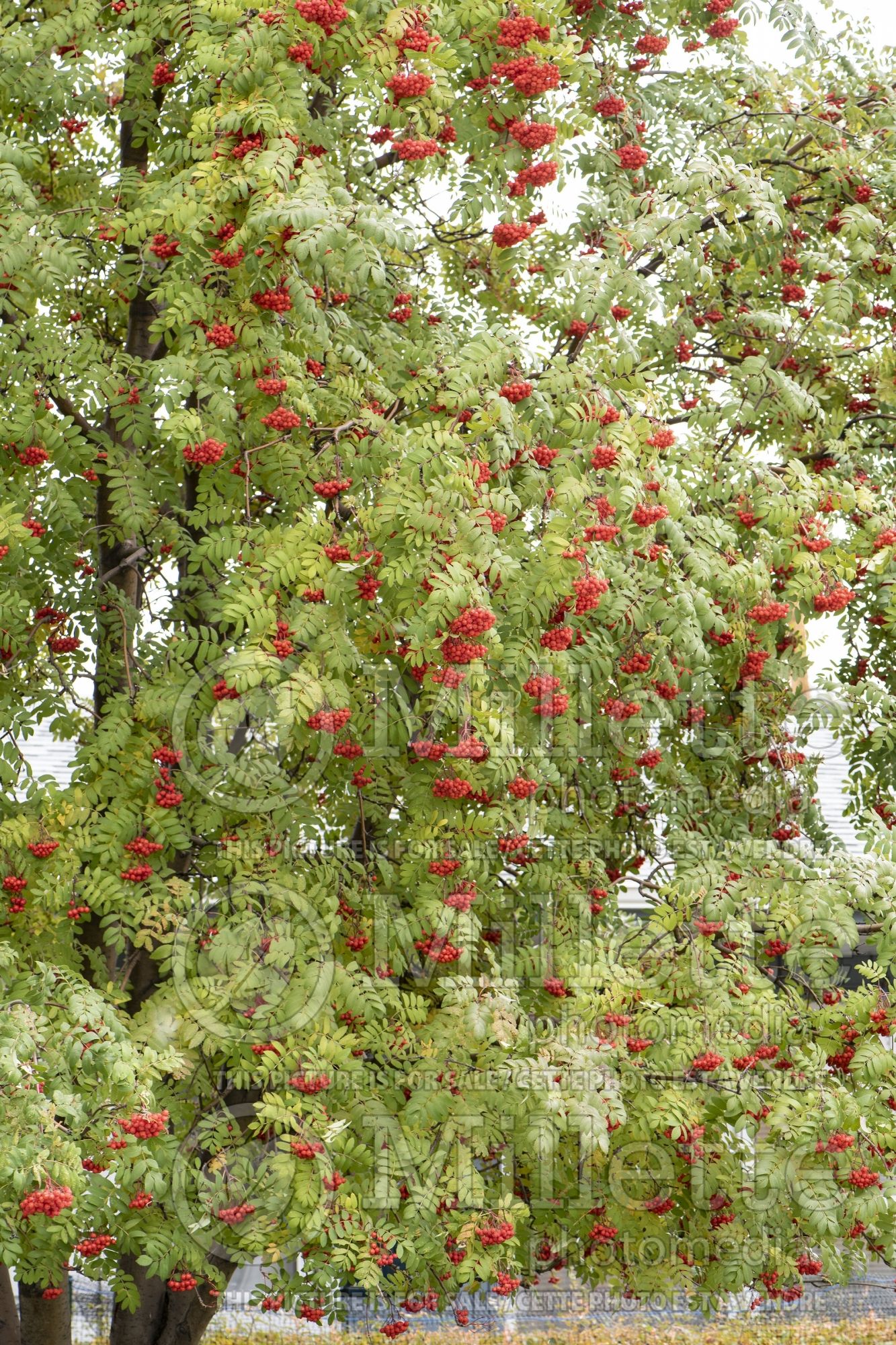 Sorbus decora (mountain ash) 5