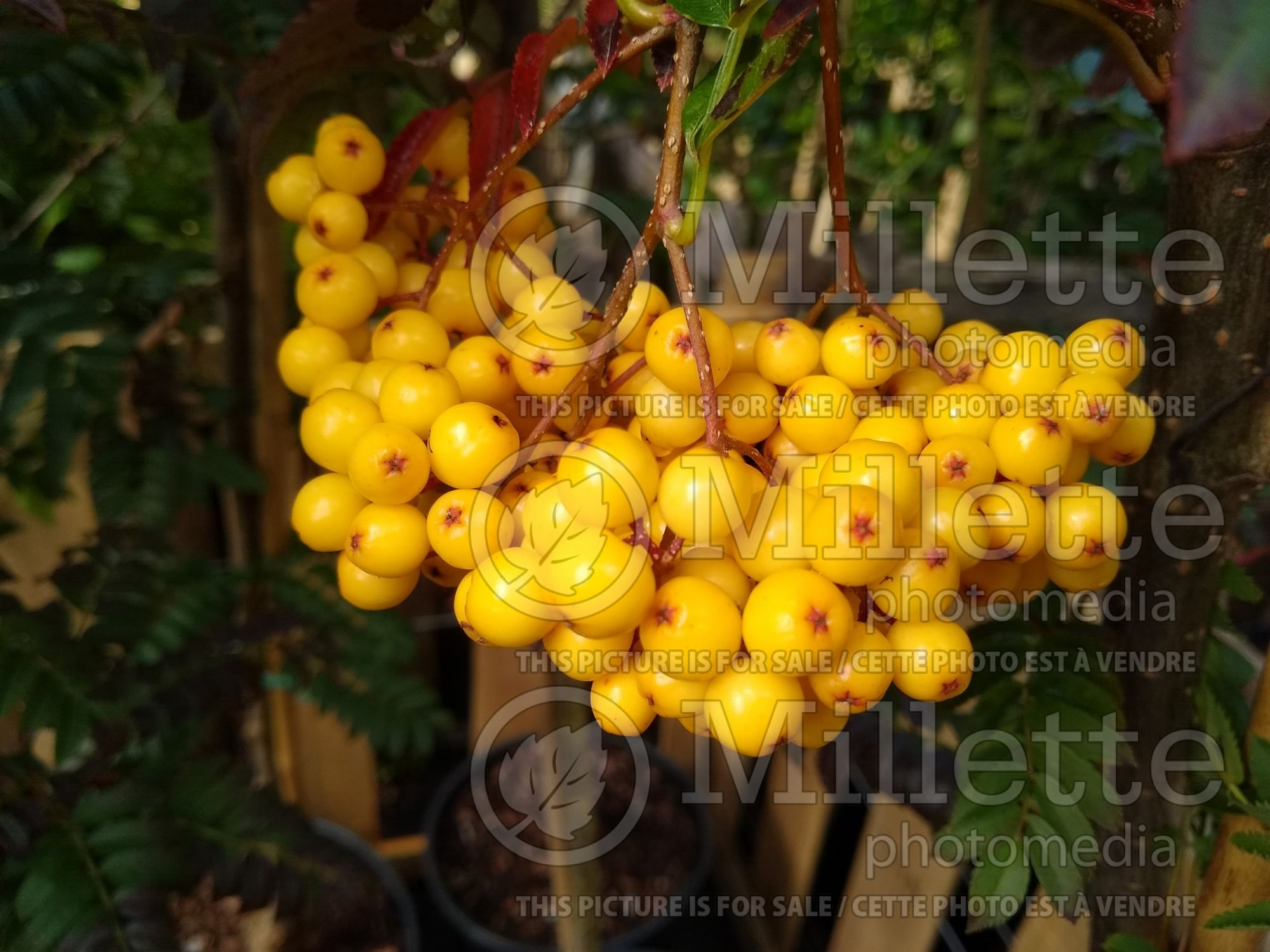 Sorbus Joseph Rock (mountain ash) 1