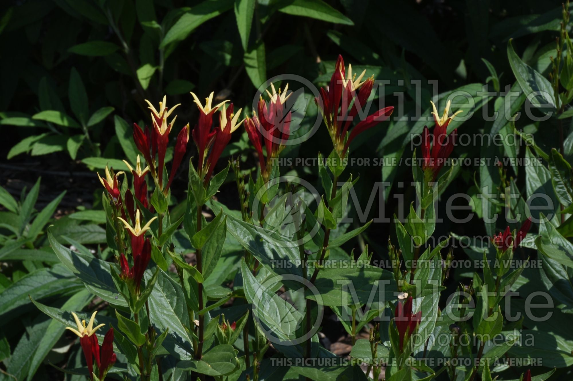 Spigelia Little Redhead (Indian pink Woodland pinkroot) 1