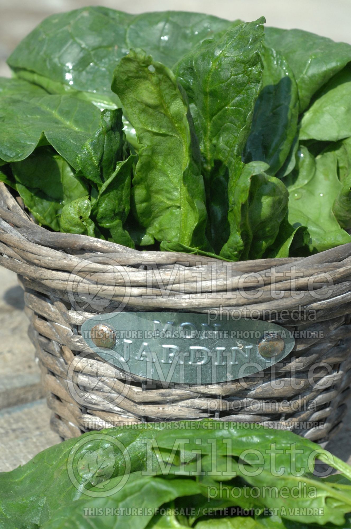 Spinacia oleracea (Spinach Vegetable) 1