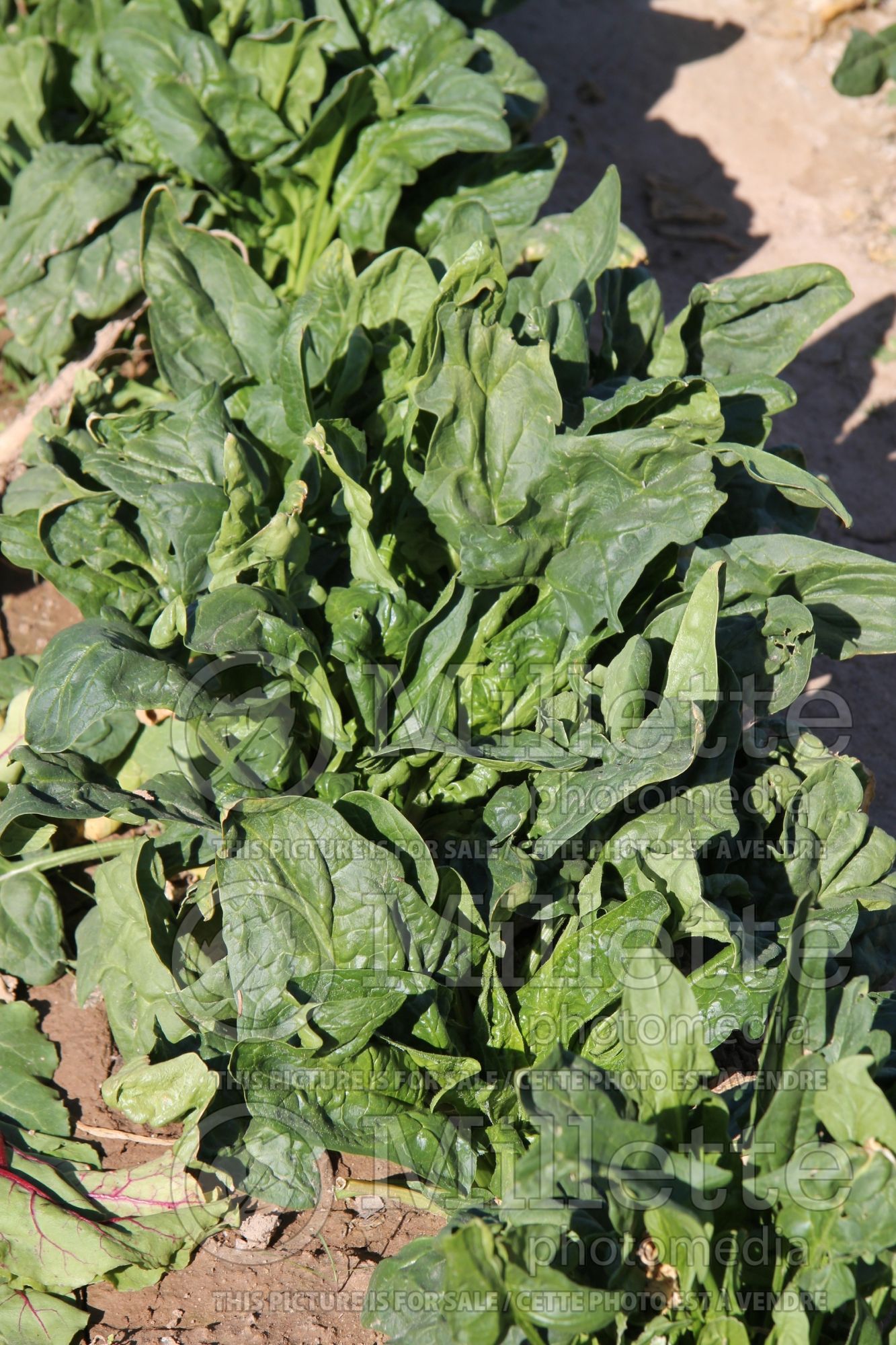 Spinacia oleracea (Spinach Vegetable) 2