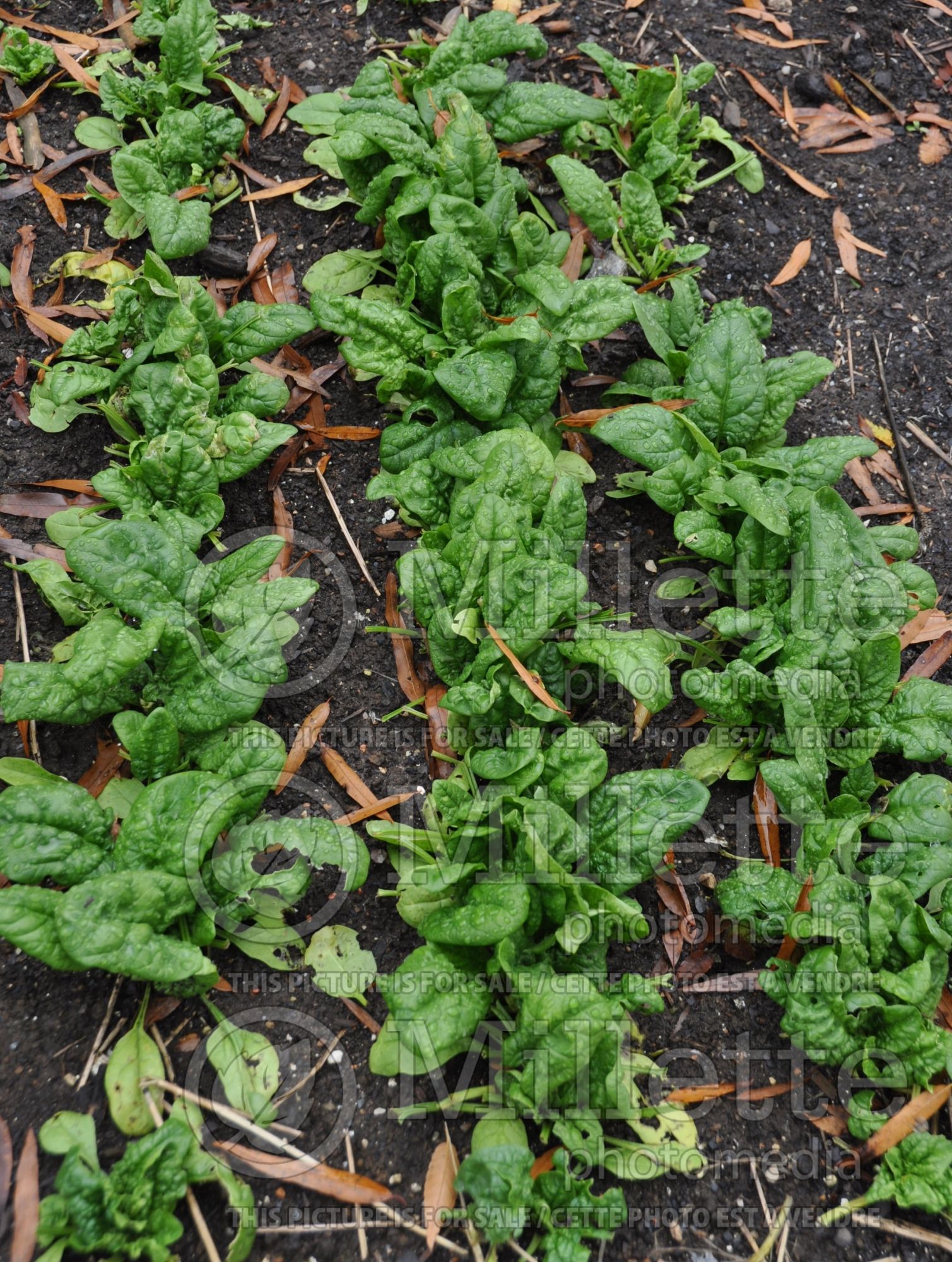 Spinacia Tyee (Spinach Vegetable) 1
