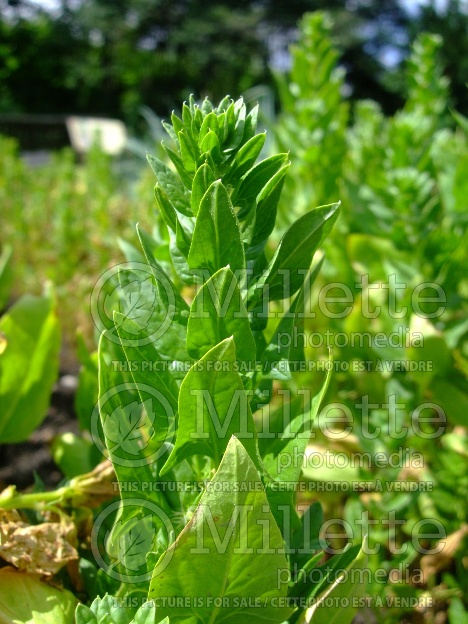 Spinacia Unipak 12 (Spinach Vegetable) 1