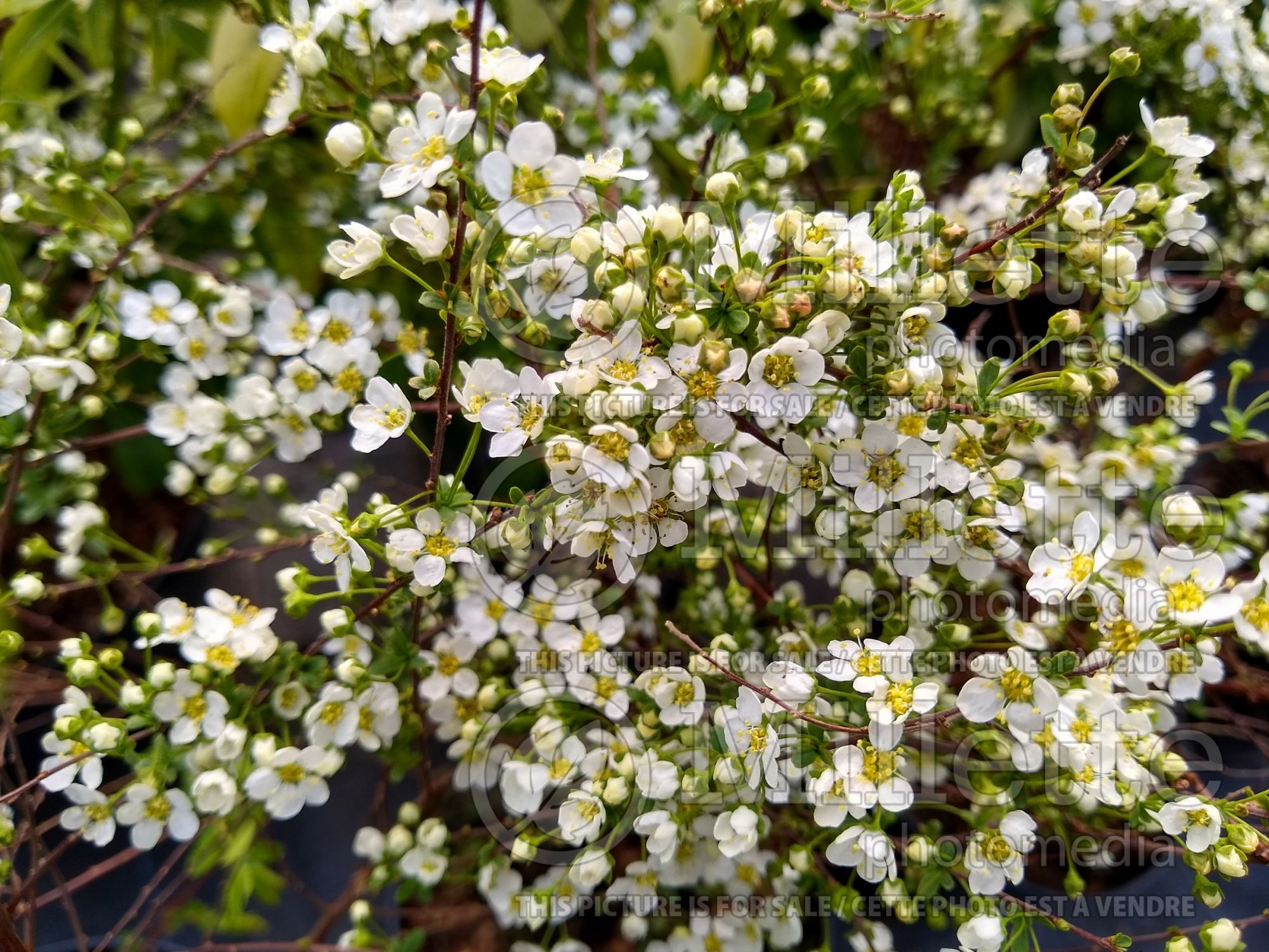 Spiraea Arguta (Spirea) 2
