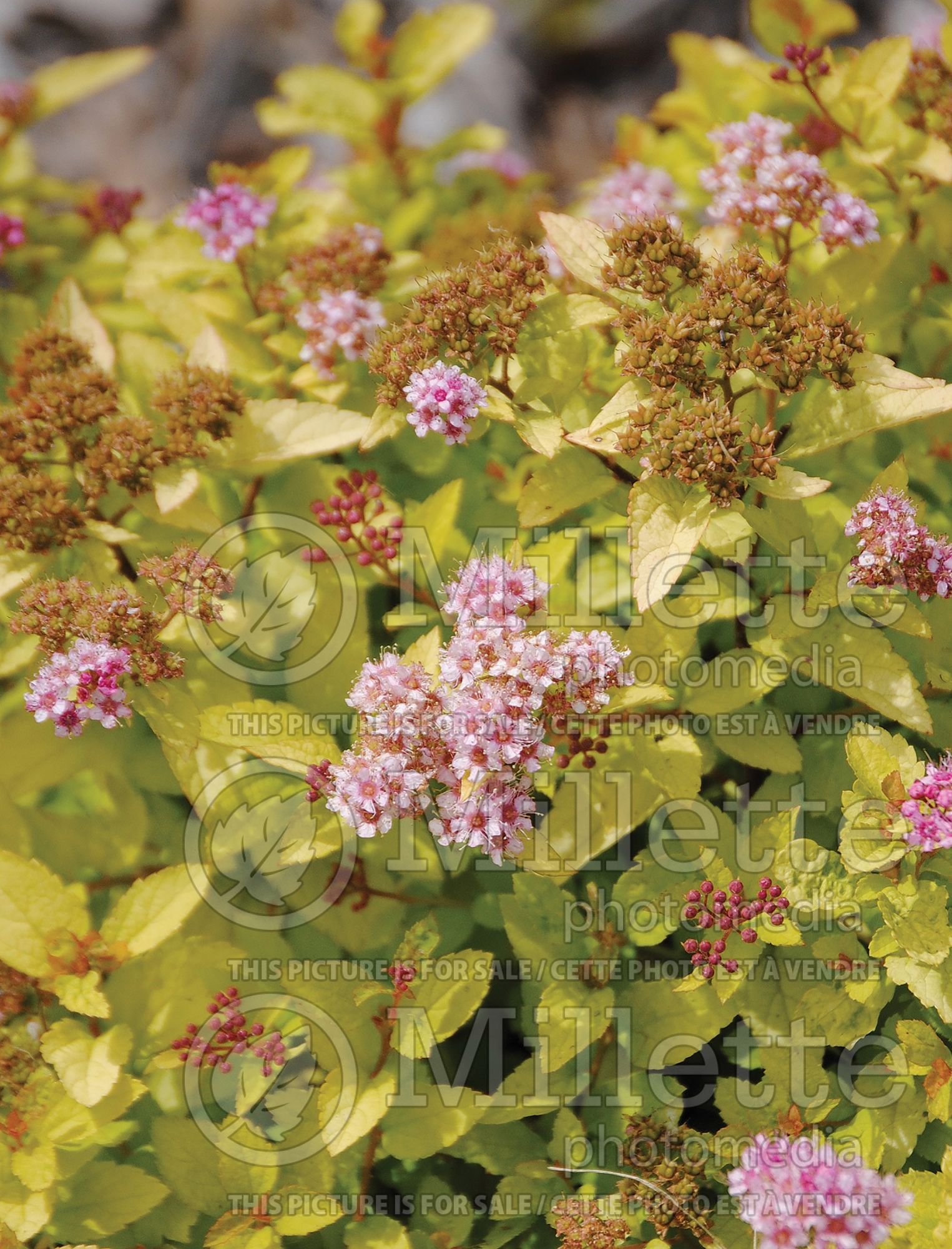 Spiraea First Editions Sundrop (Spirea) 2