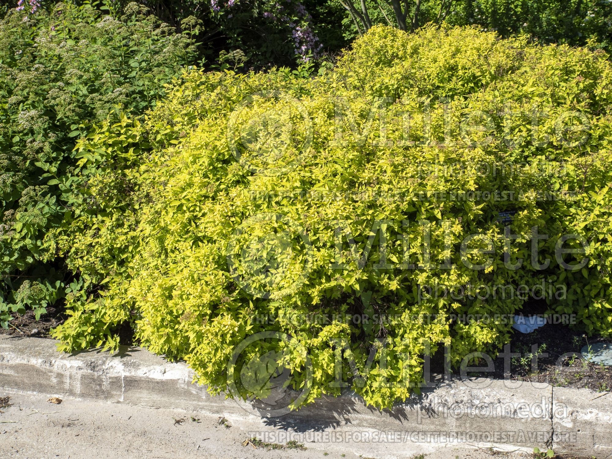 Spiraea Gold Rush (Spirea) 1