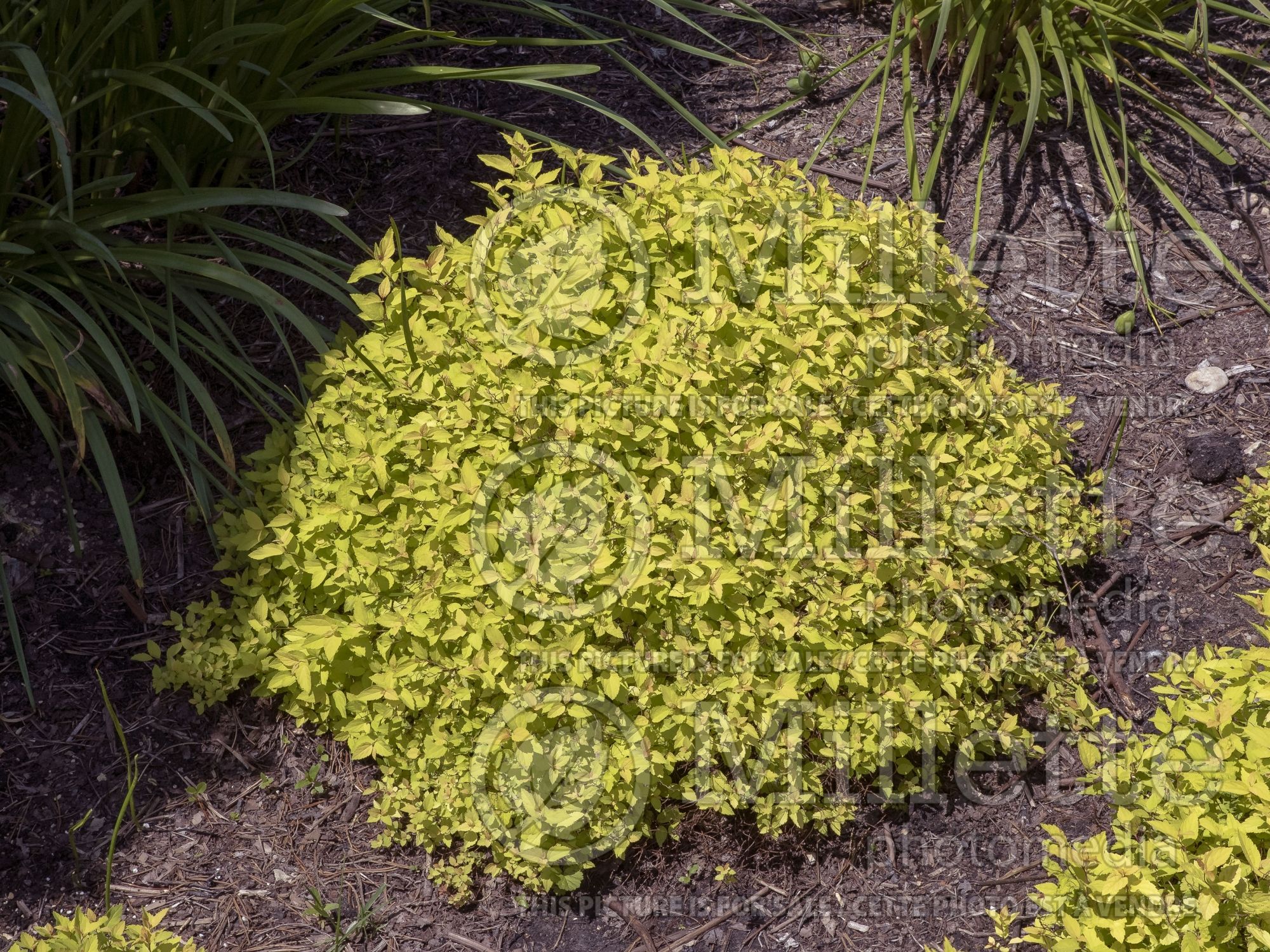 Spiraea Lemon Princess (Spirea) 4