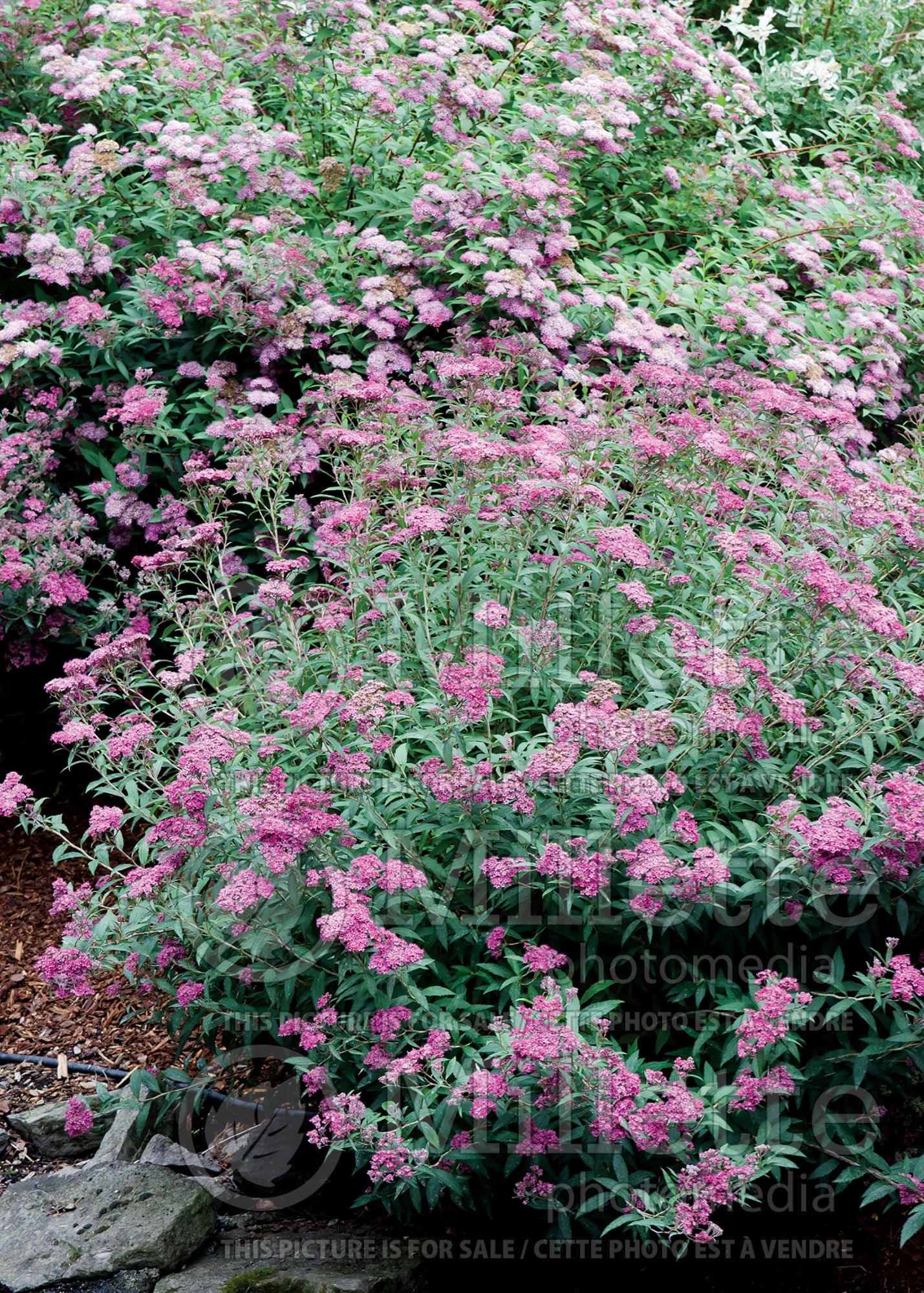 Spiraea Neon Flash (Spirea) 5