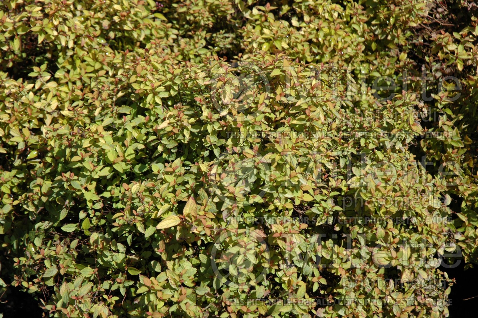 Spiraea Sparkling Carpet (Spirea) 1