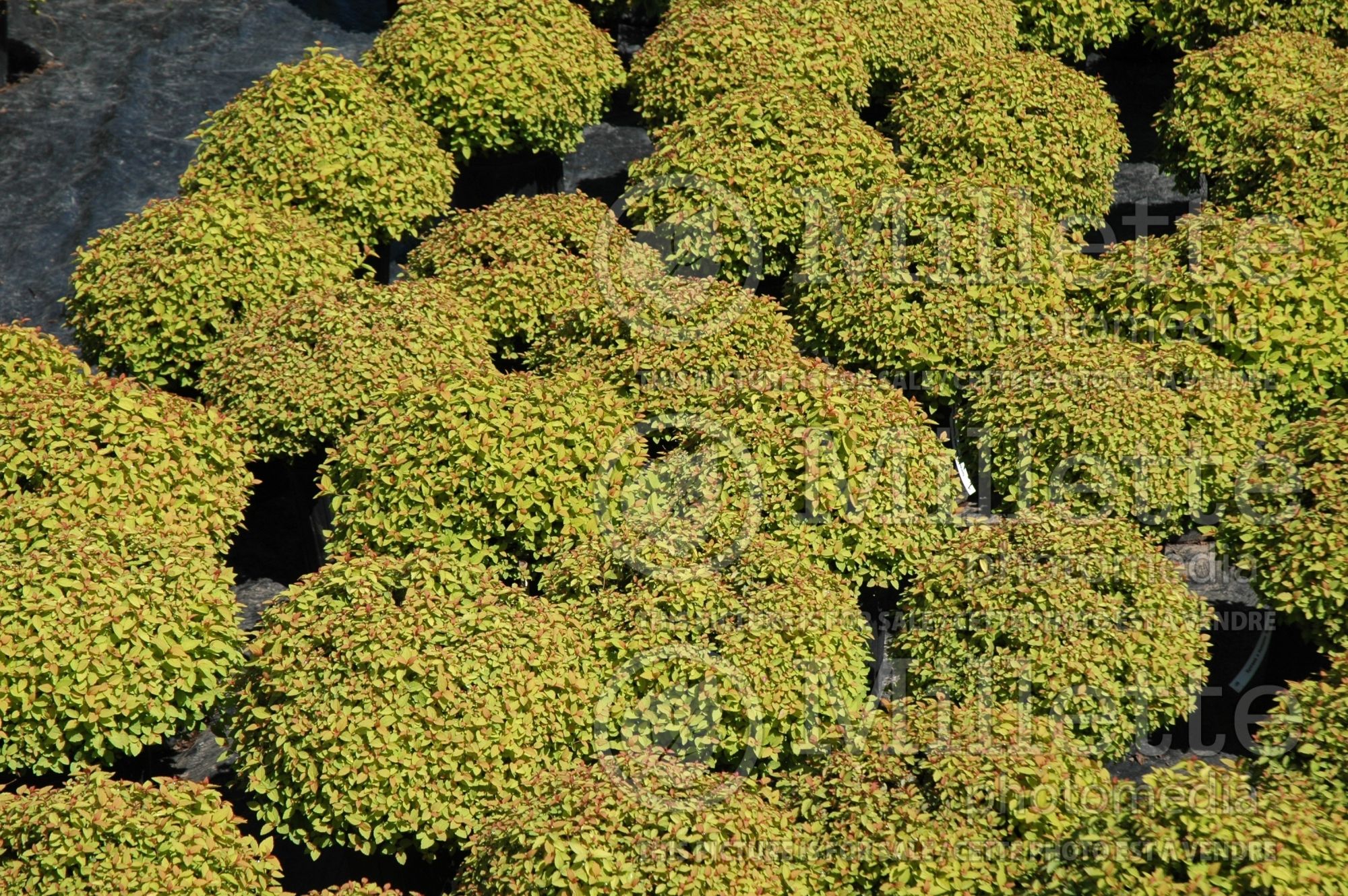 Spiraea Sparkling Carpet (Spirea) 2