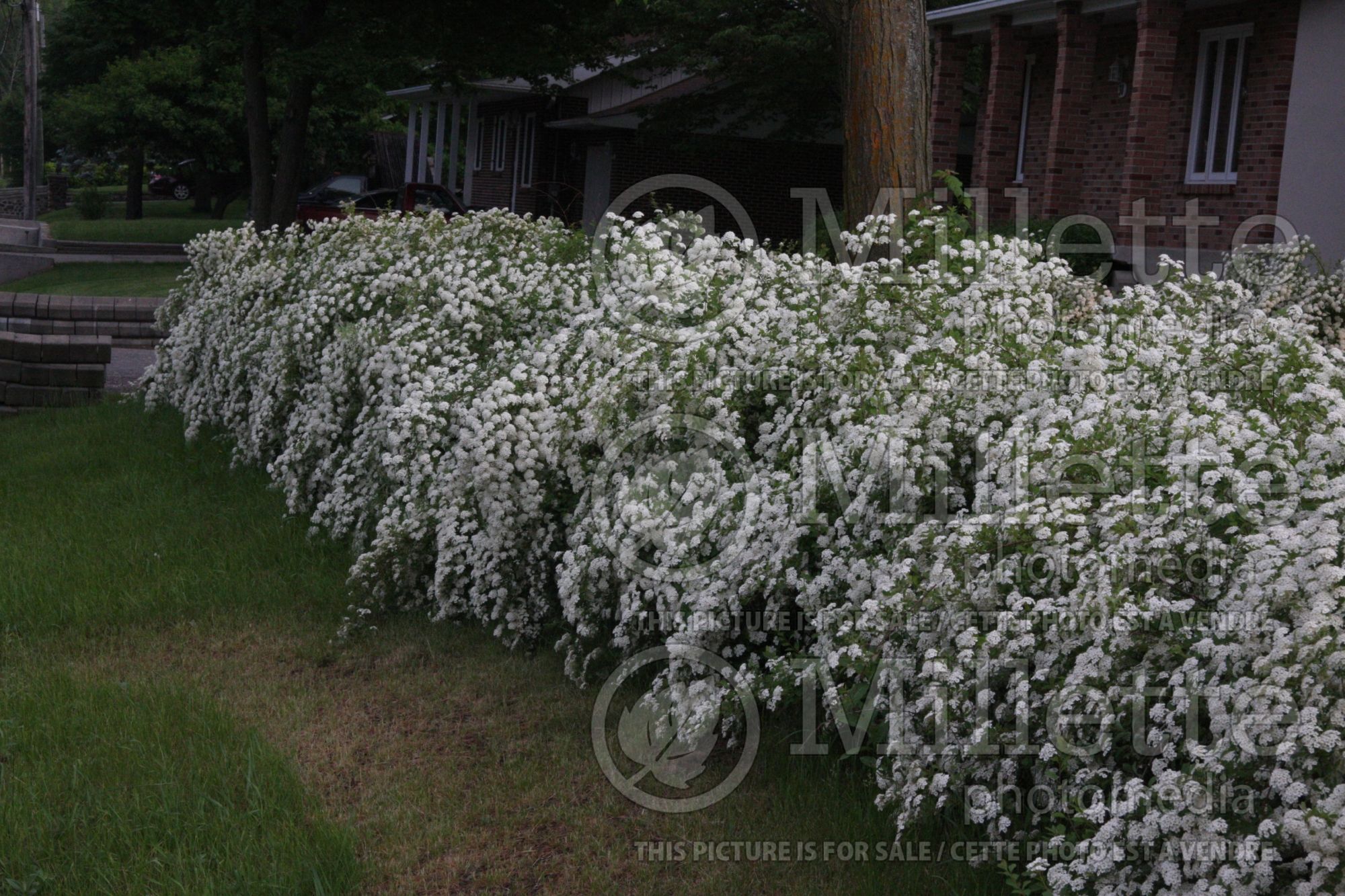 Spiraea vanhouttei – bridalwreath hedge 1