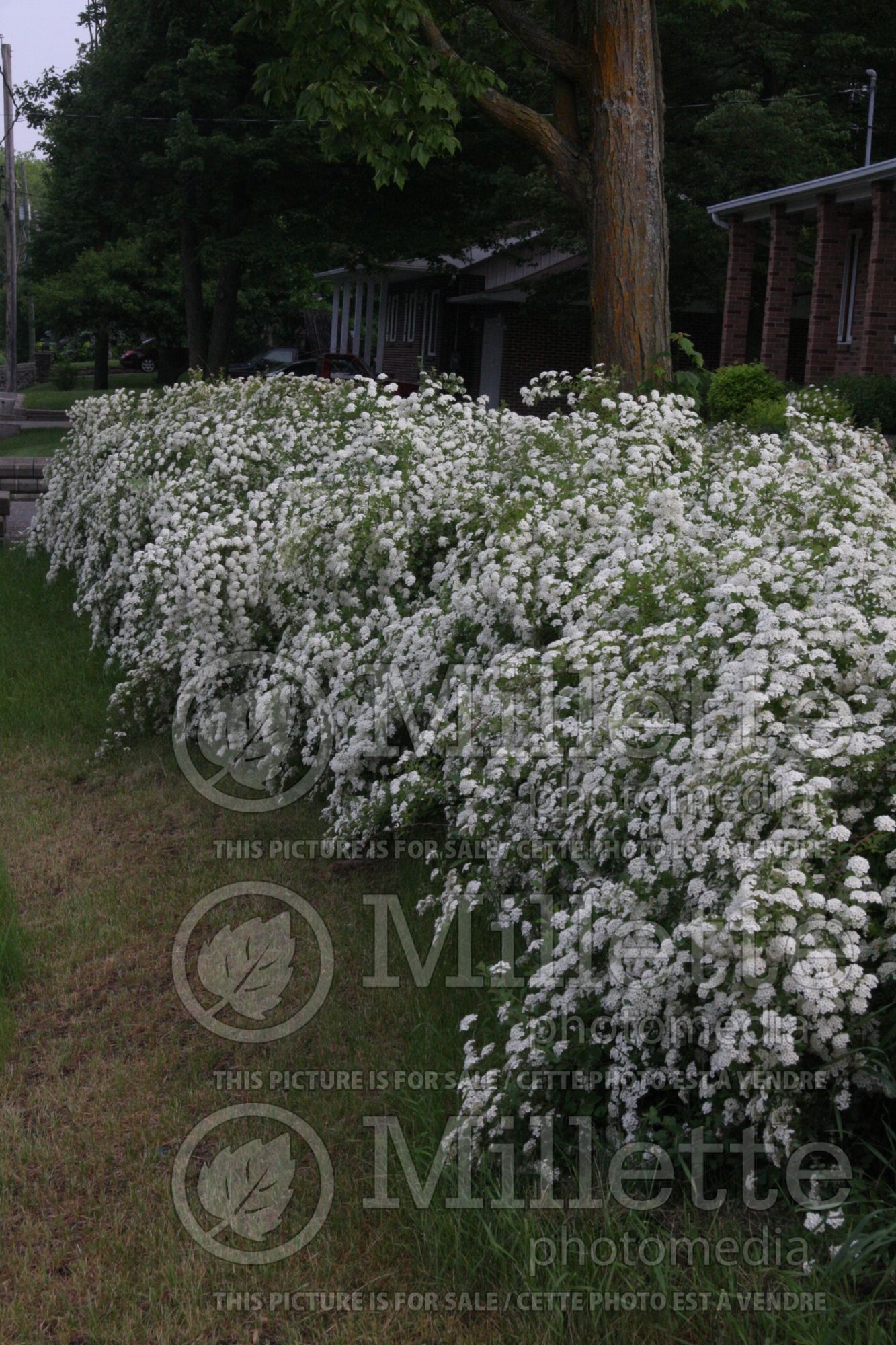 Spiraea vanhouttei – bridalwreath hedge 2