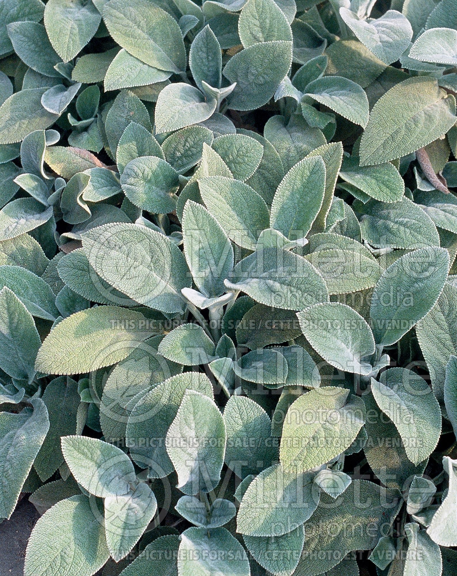 Stachys Big Ears (Alpine Betony Lamb's-Ears) 5