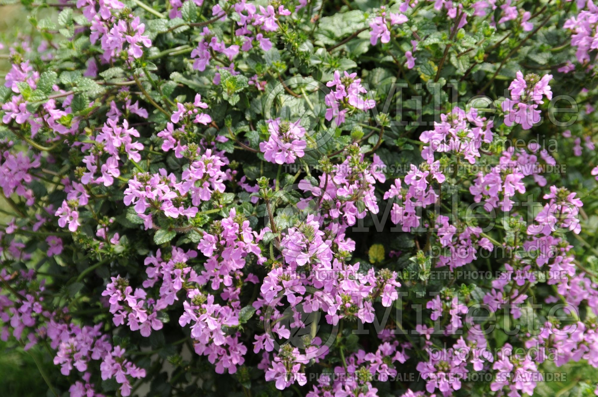 Stachys Lilac Falls (Alpine Betony Lamb's-Ears) 1