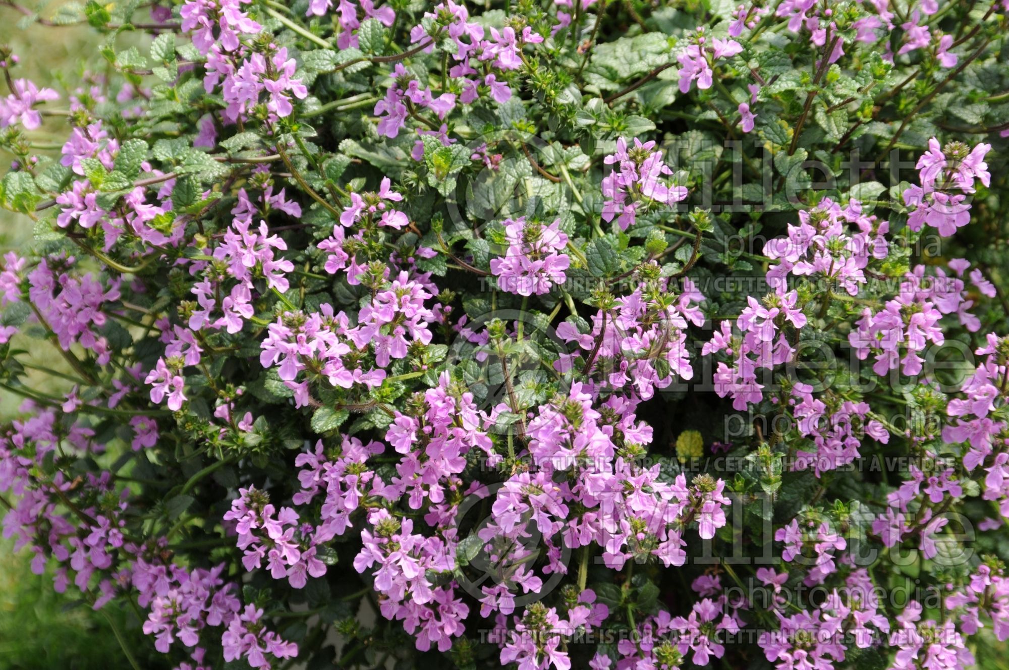 Stachys Lilac Falls (Alpine Betony Lamb's-Ears) 2
