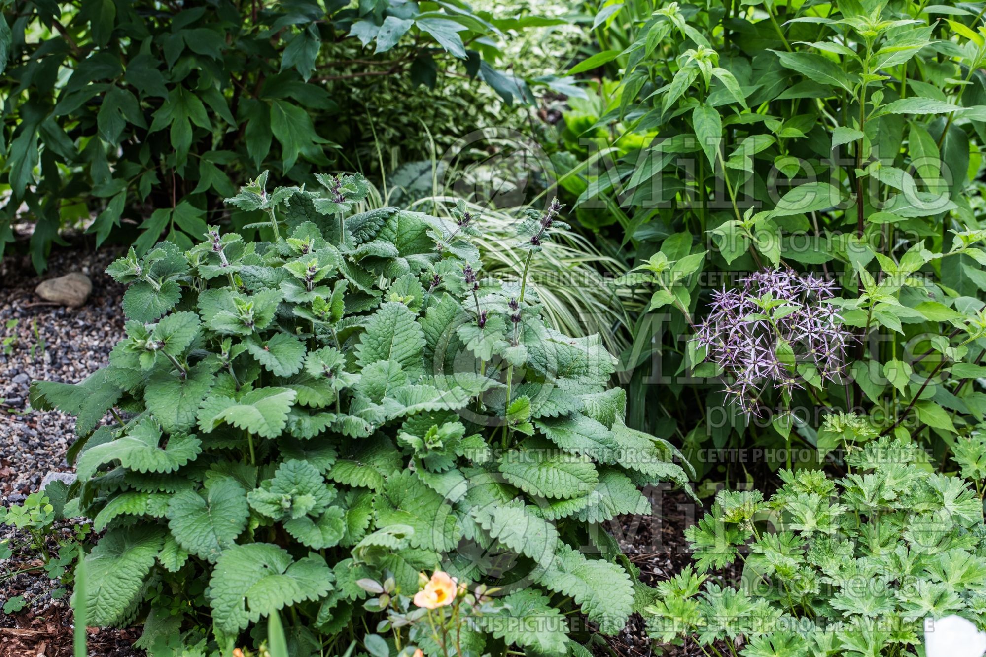 Stachys Superba (Alpine Betony Lamb's-Ears) 5