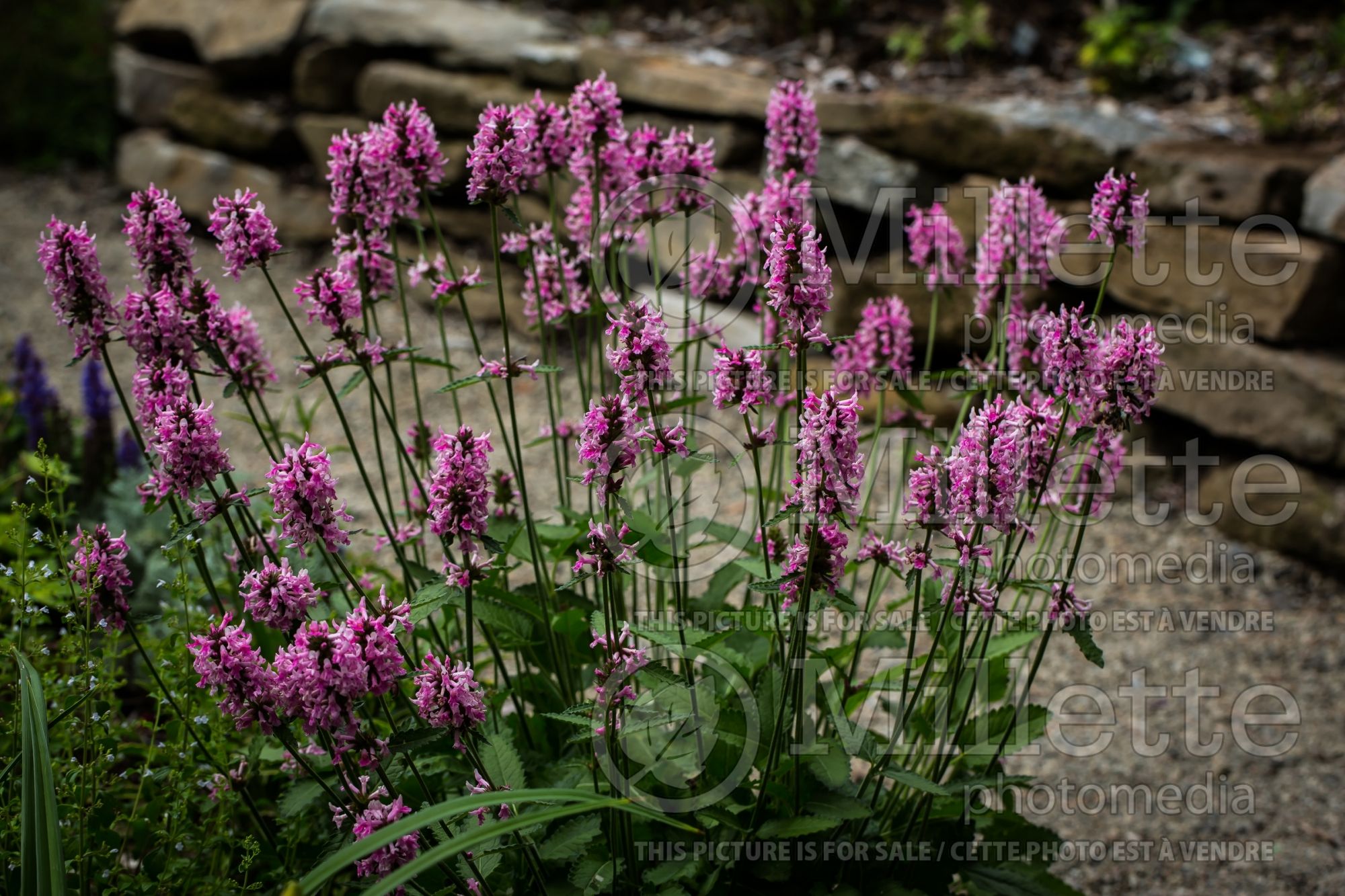 Stachys Pink Cotton Candy (Alpine Betony Lamb's-Ears) 5