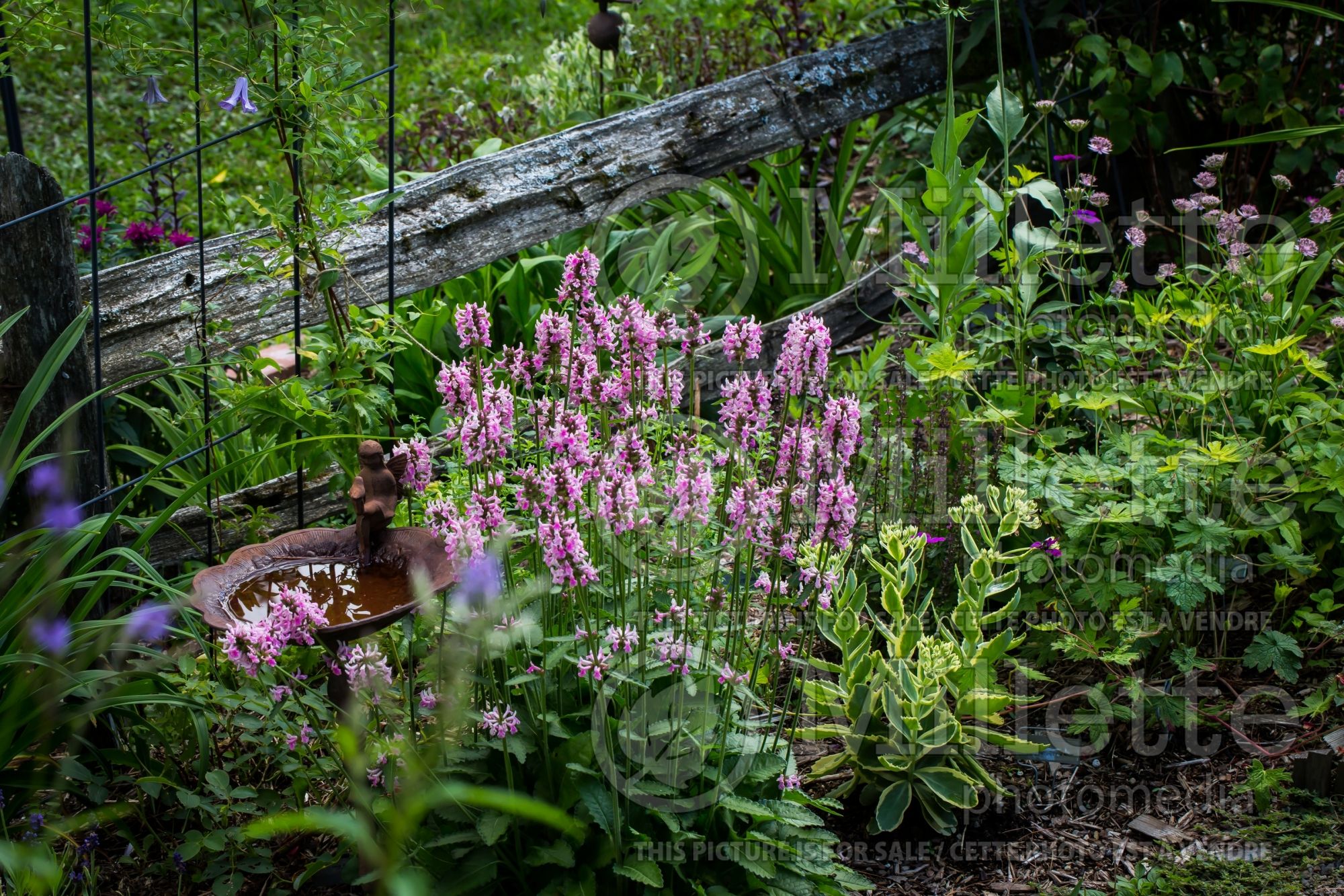 Stachys Pink Cotton Candy (Alpine Betony Lamb's-Ears) 6