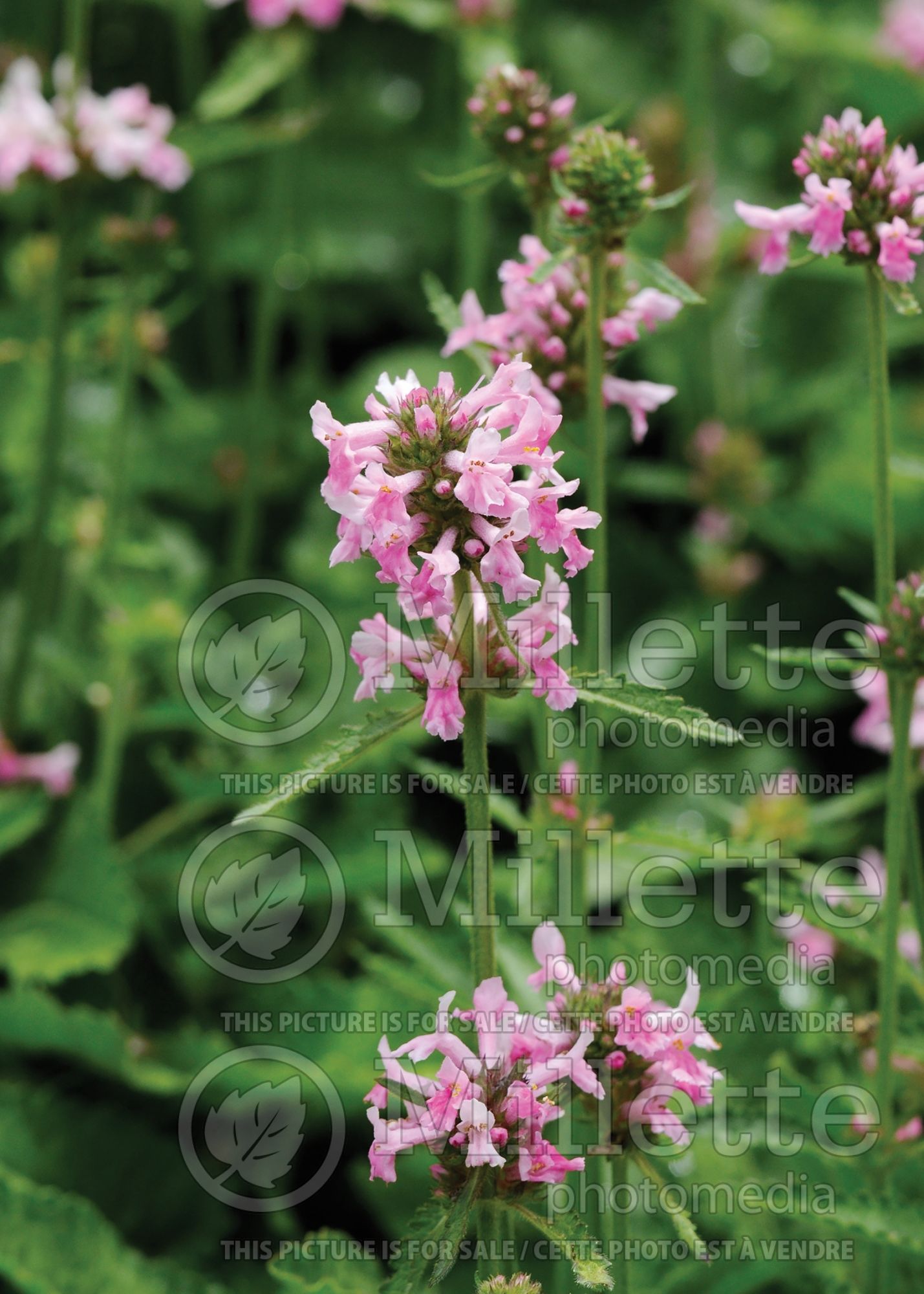 Stachys Pink Cotton Candy (Alpine Betony Lamb's-Ears) 4